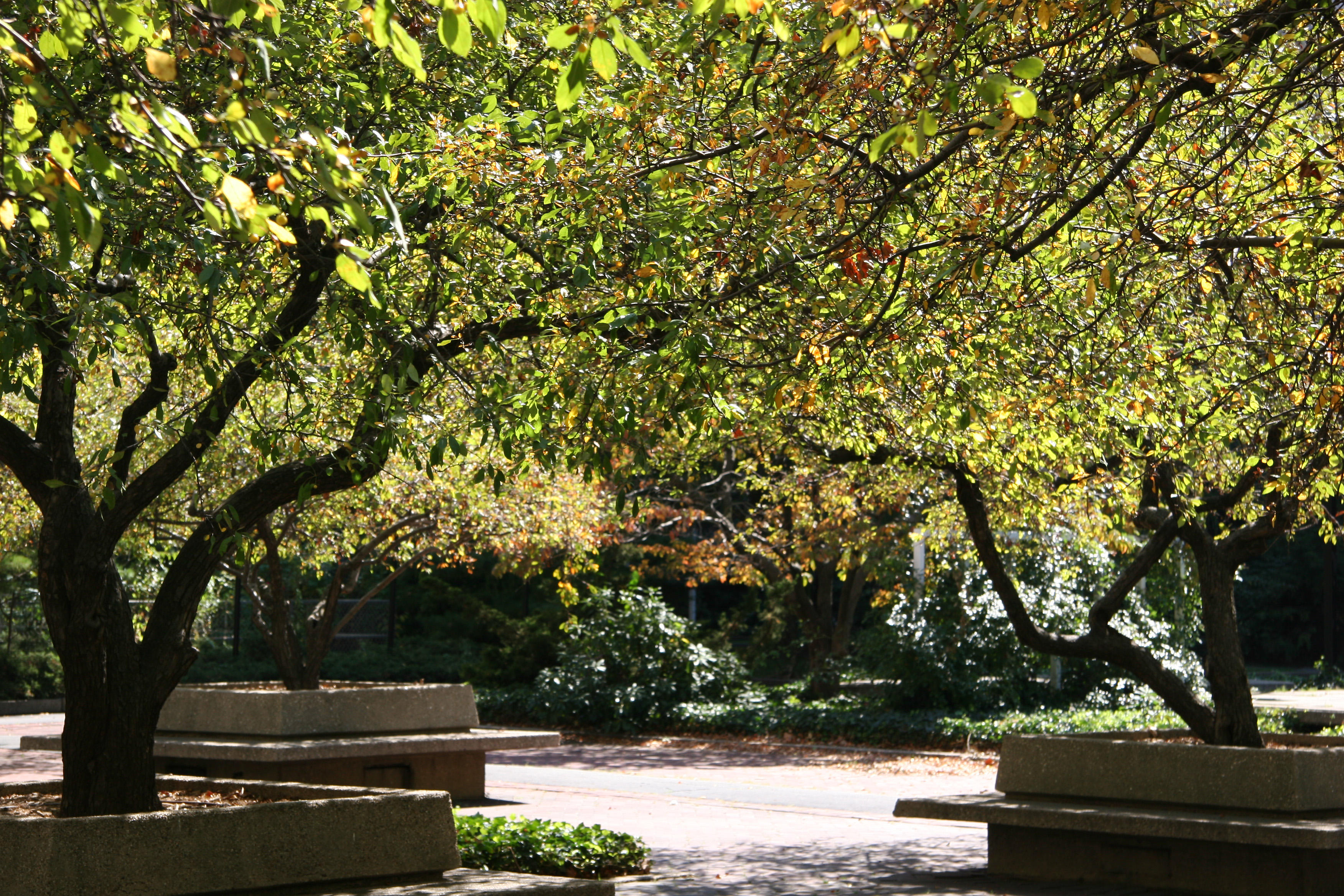 Garden View - Crab Apple Tree Foliage