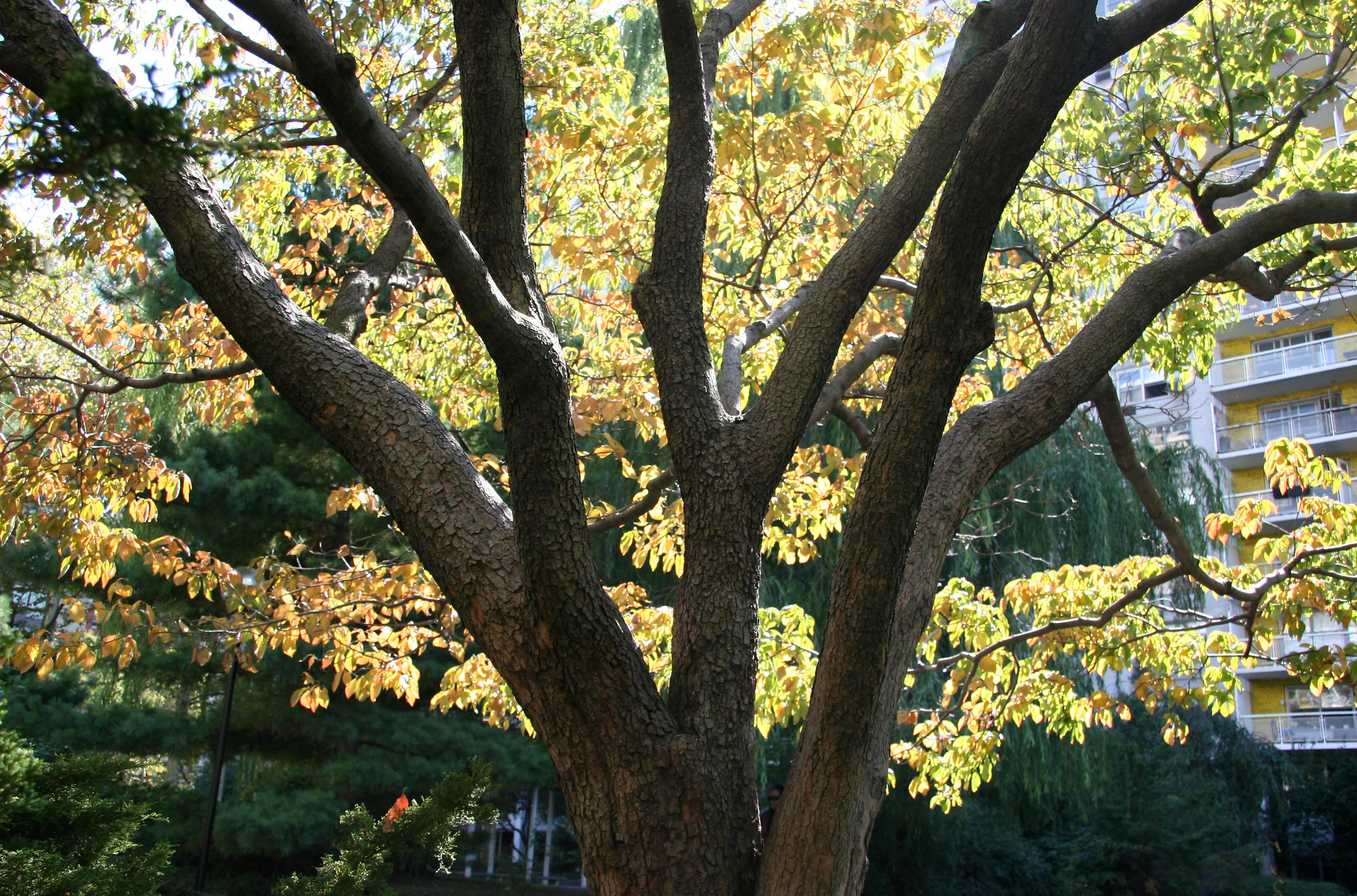 Dogwood Tree