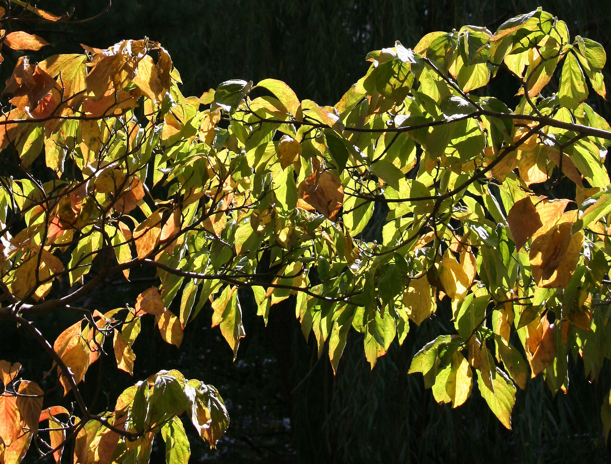 Dogwood Foliage