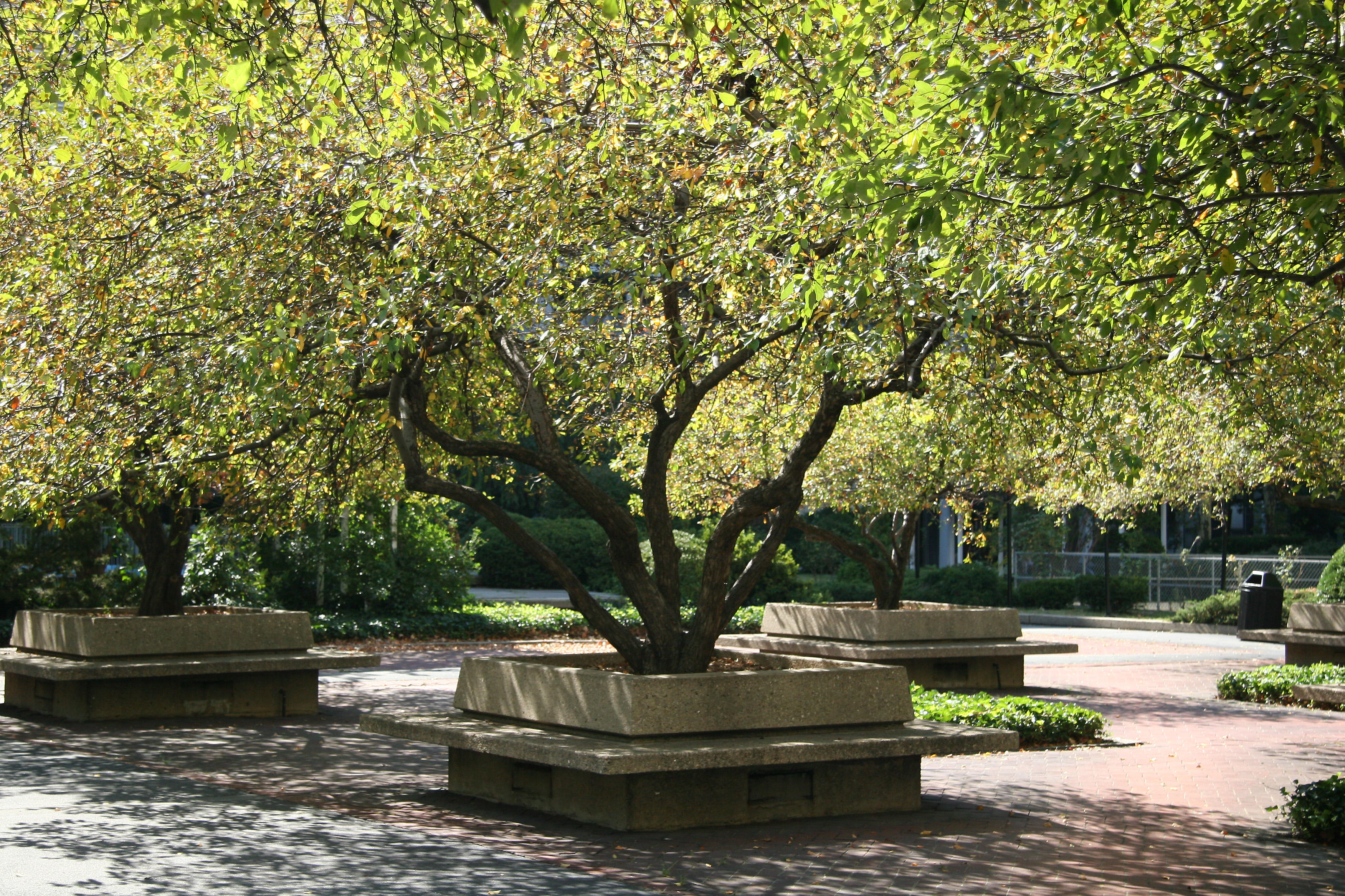 Garden View - Crab Apple Tree Foliage