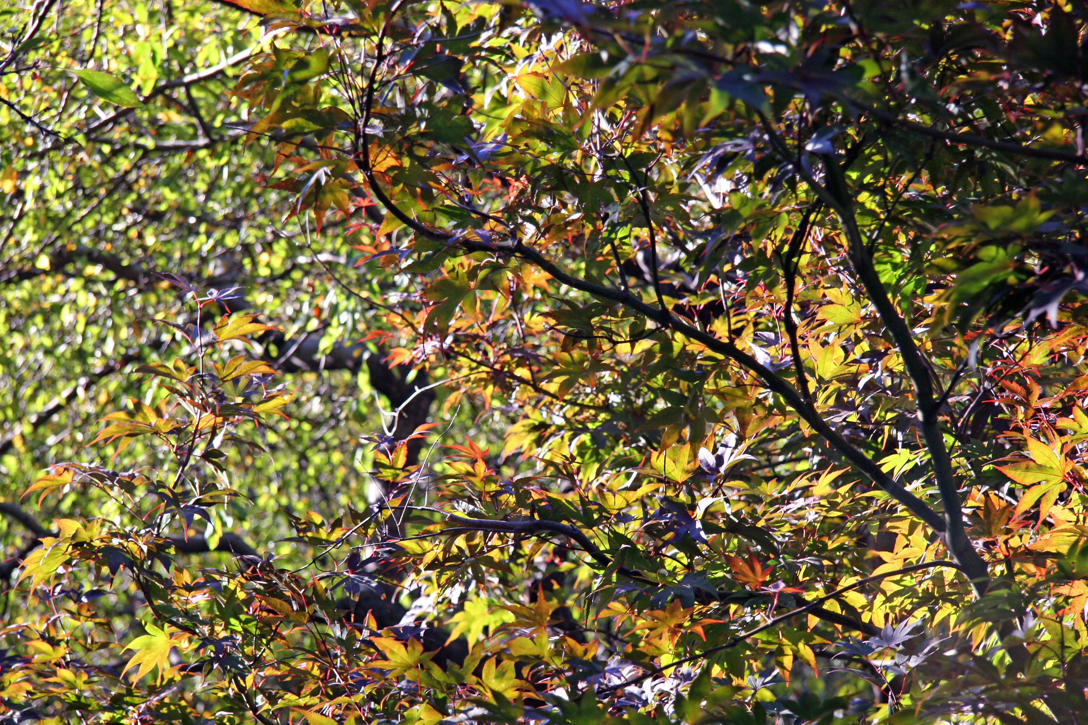 Dwarf Red Leafed Maple Foliage