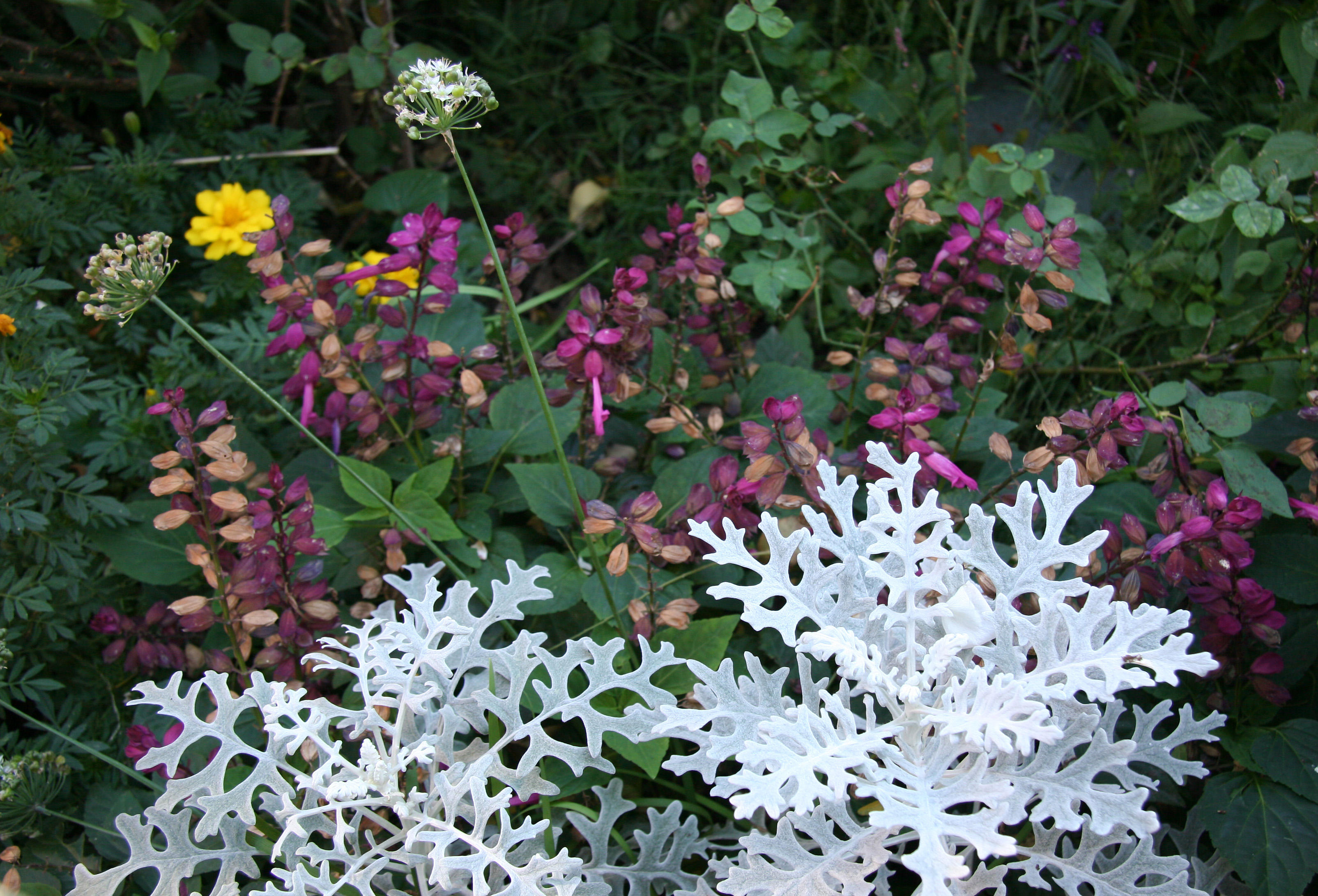 Senecio & Salvia