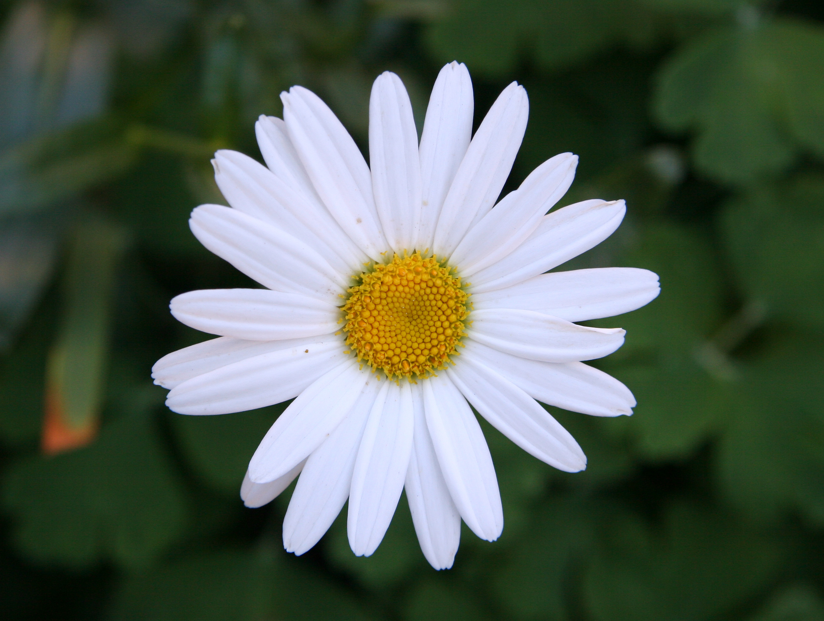 Daisy