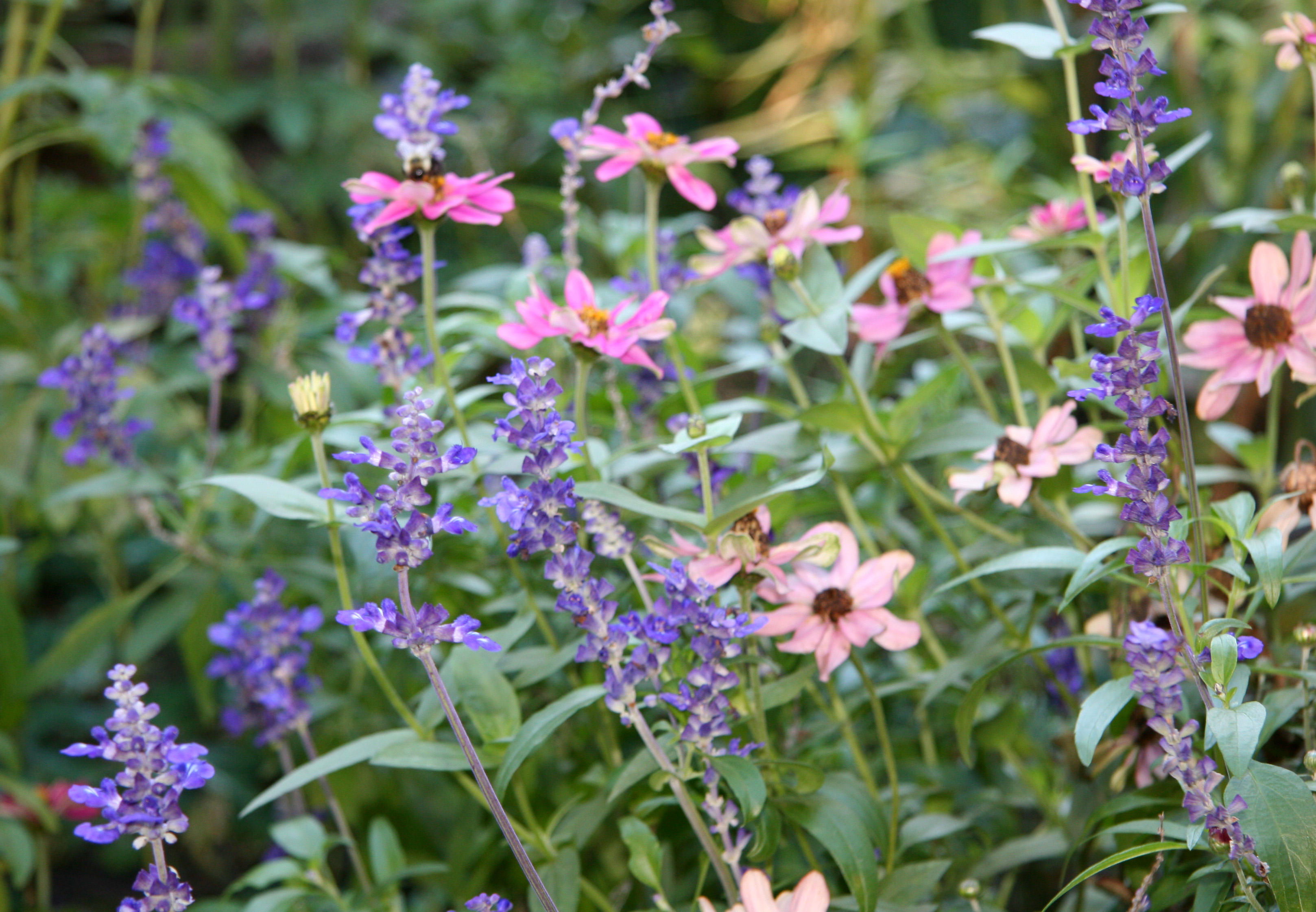 Zinnias & Salvia