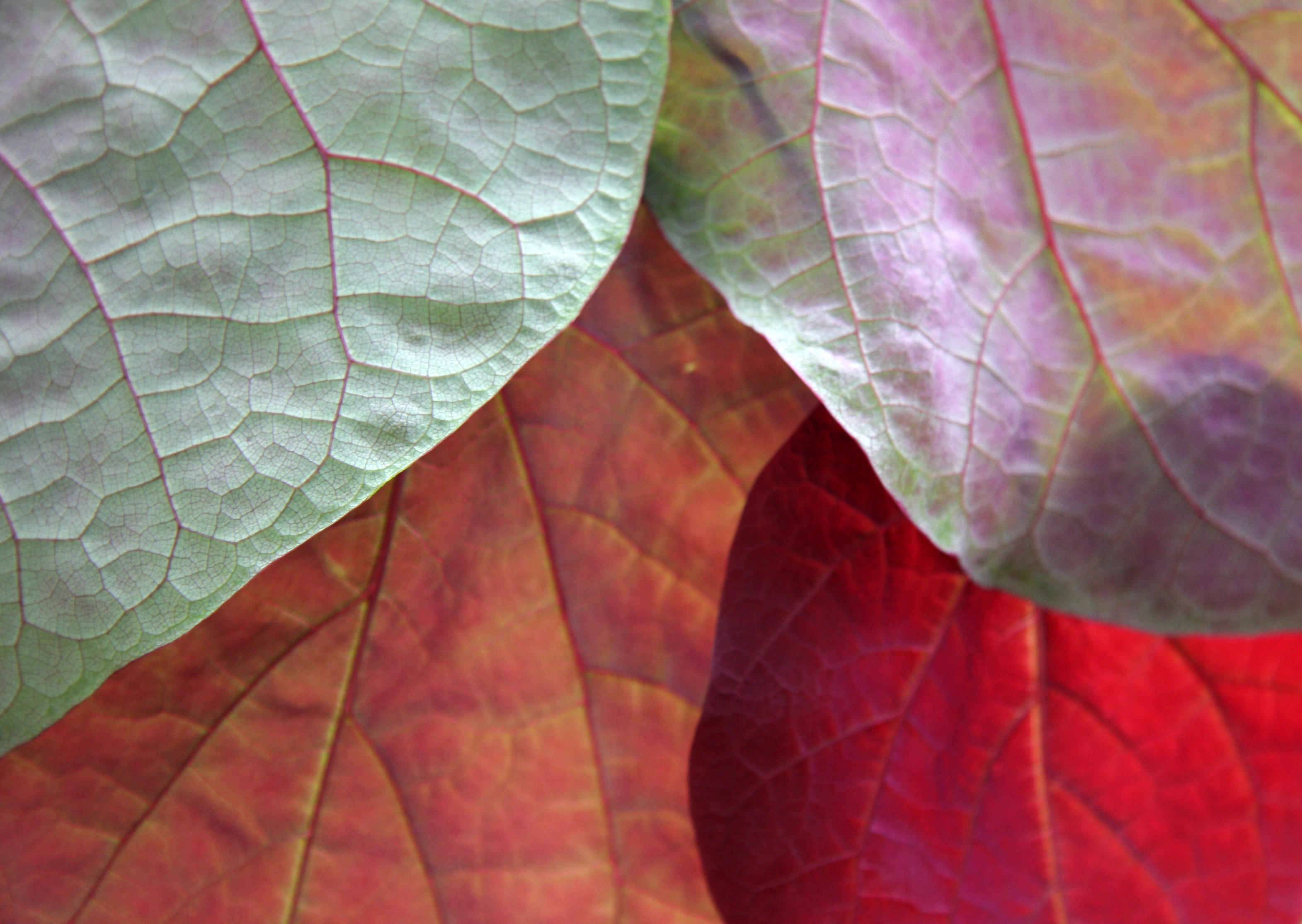 Cercis Foliage