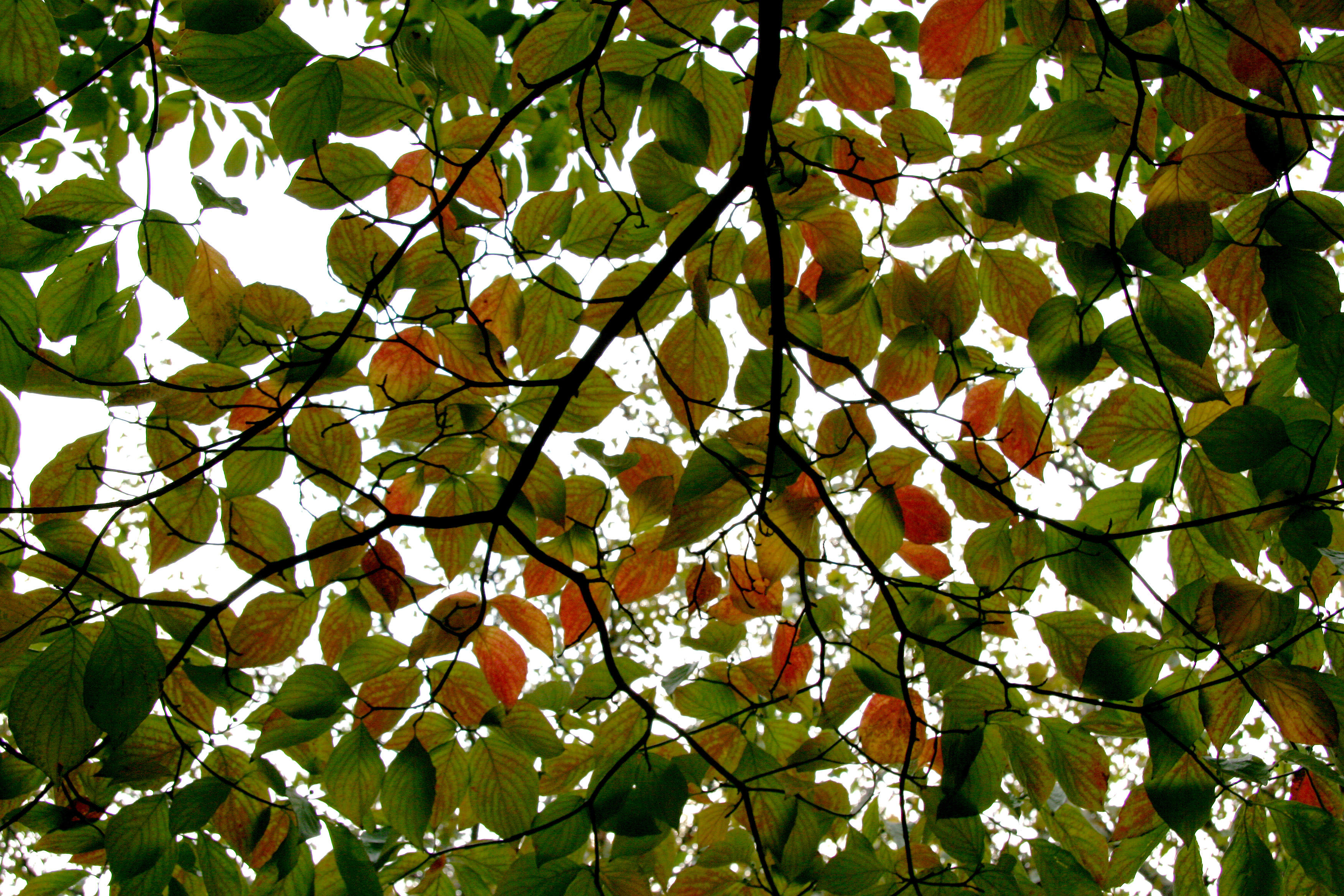 Dogwood Foliage