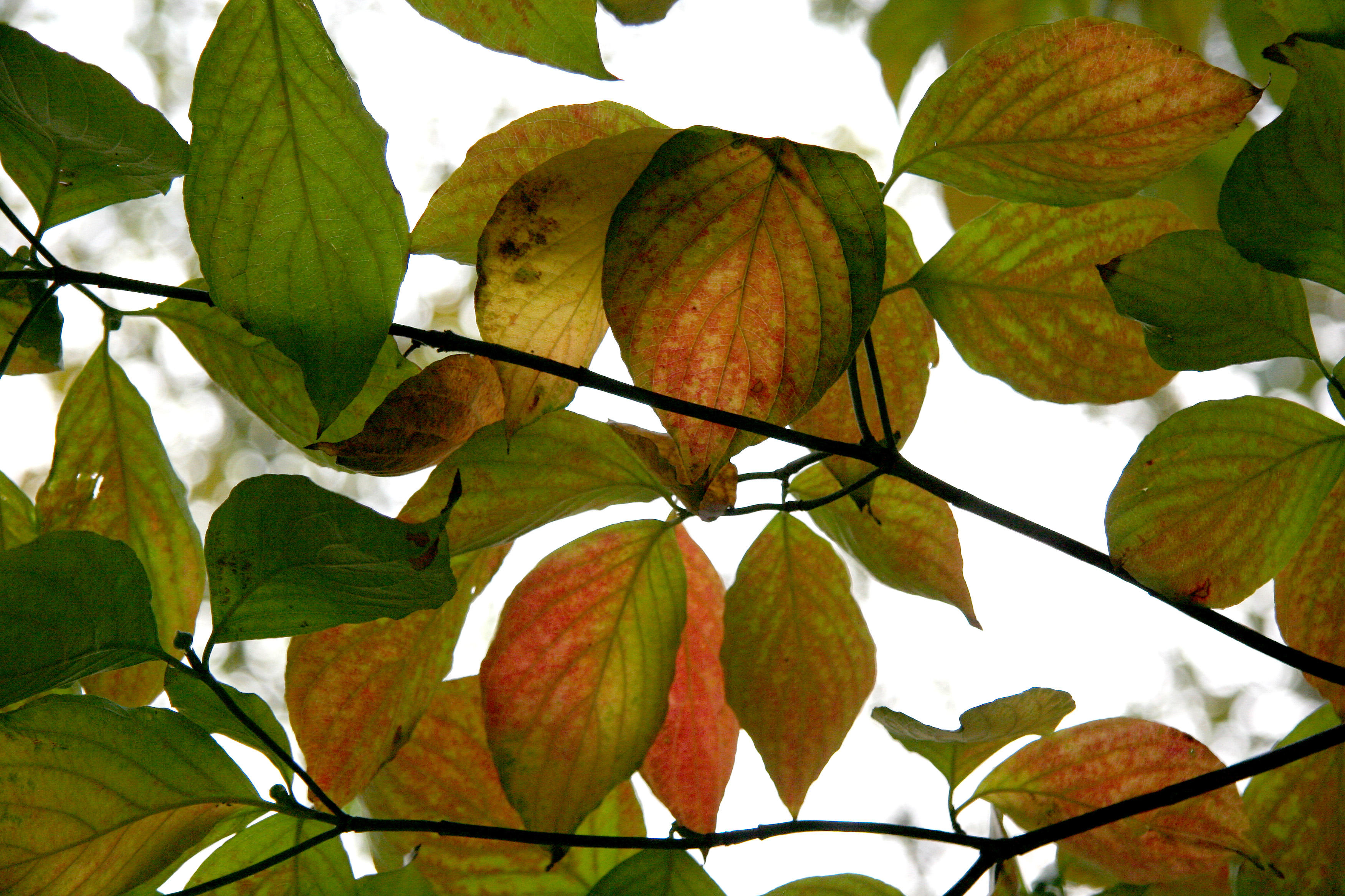 Dogwood Foliage