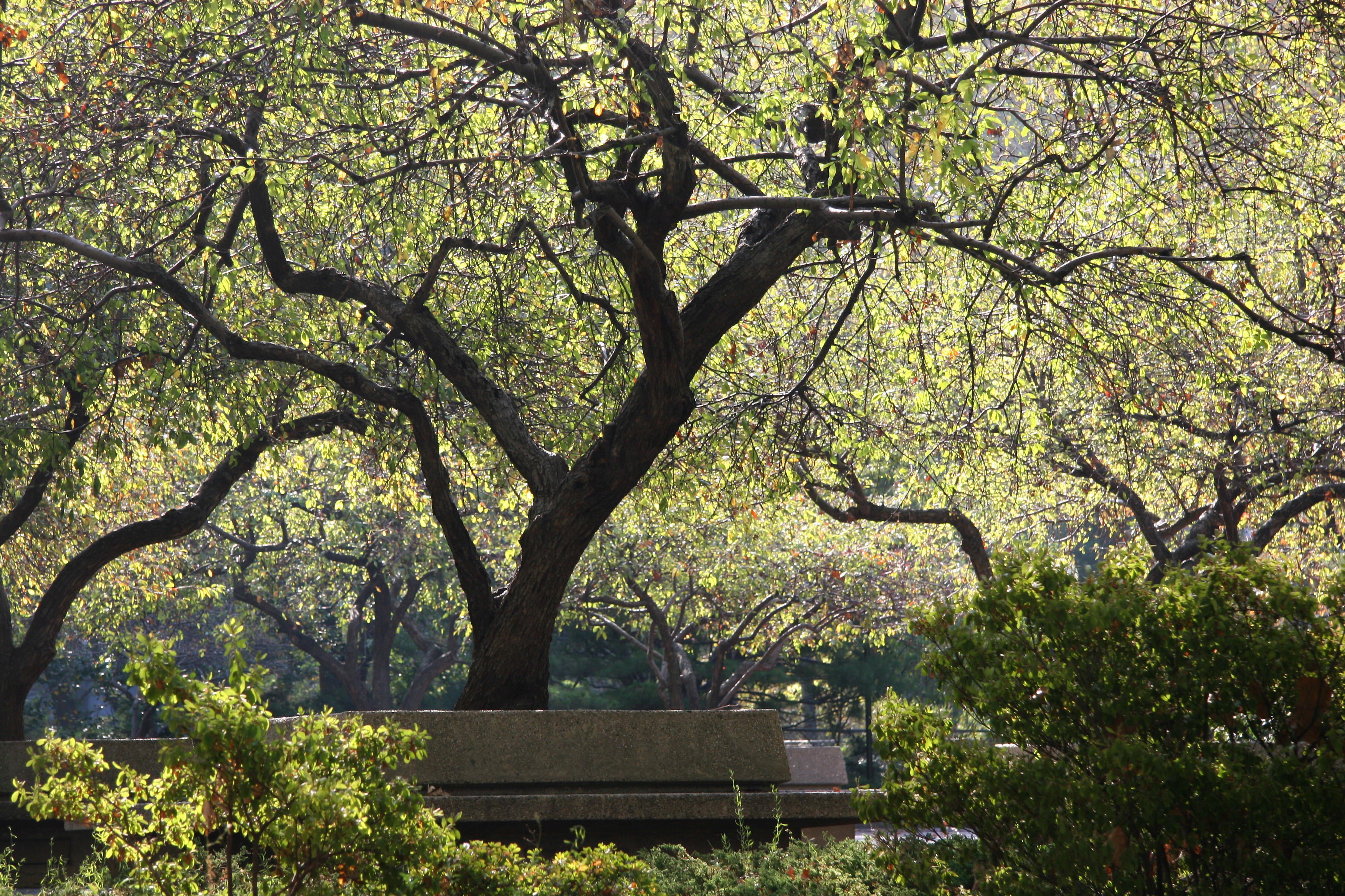 Crab Apple Trees