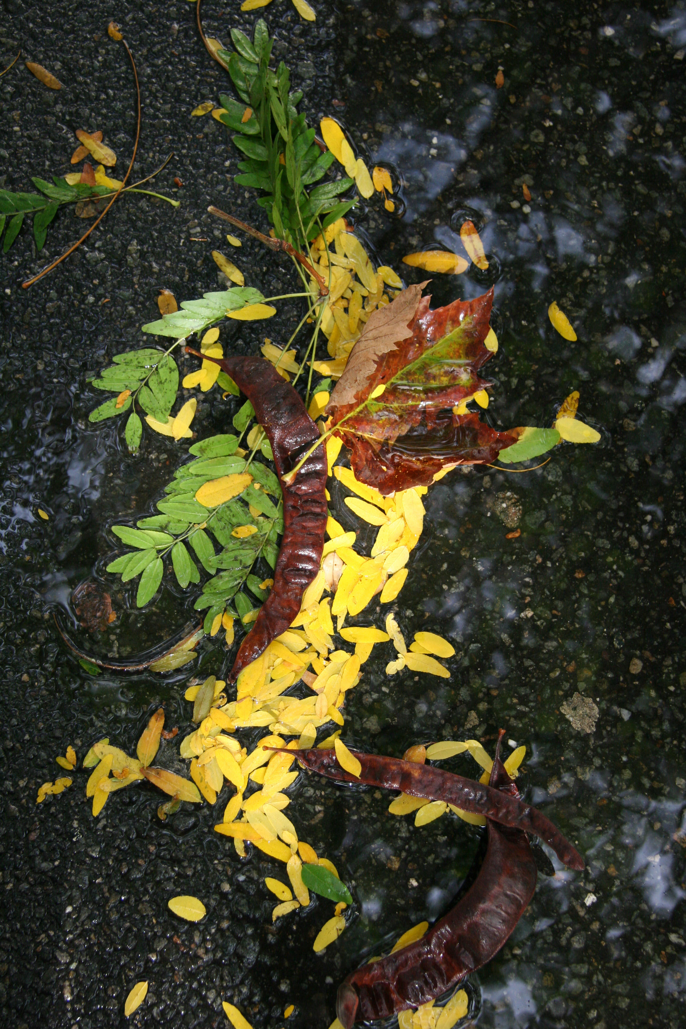After Rain - Mostly Locust Tree Foliage
