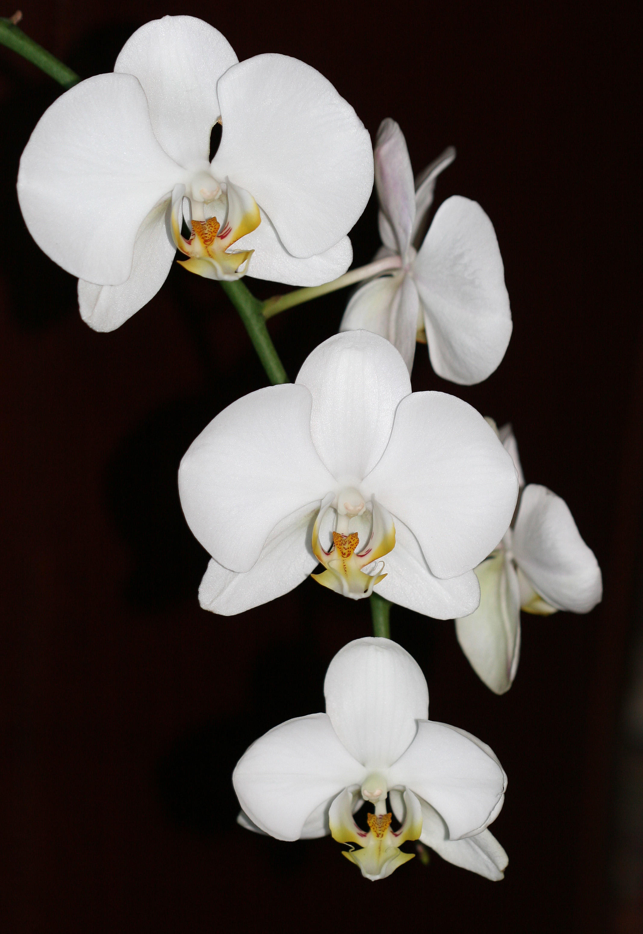 My Neighbors White Orchids