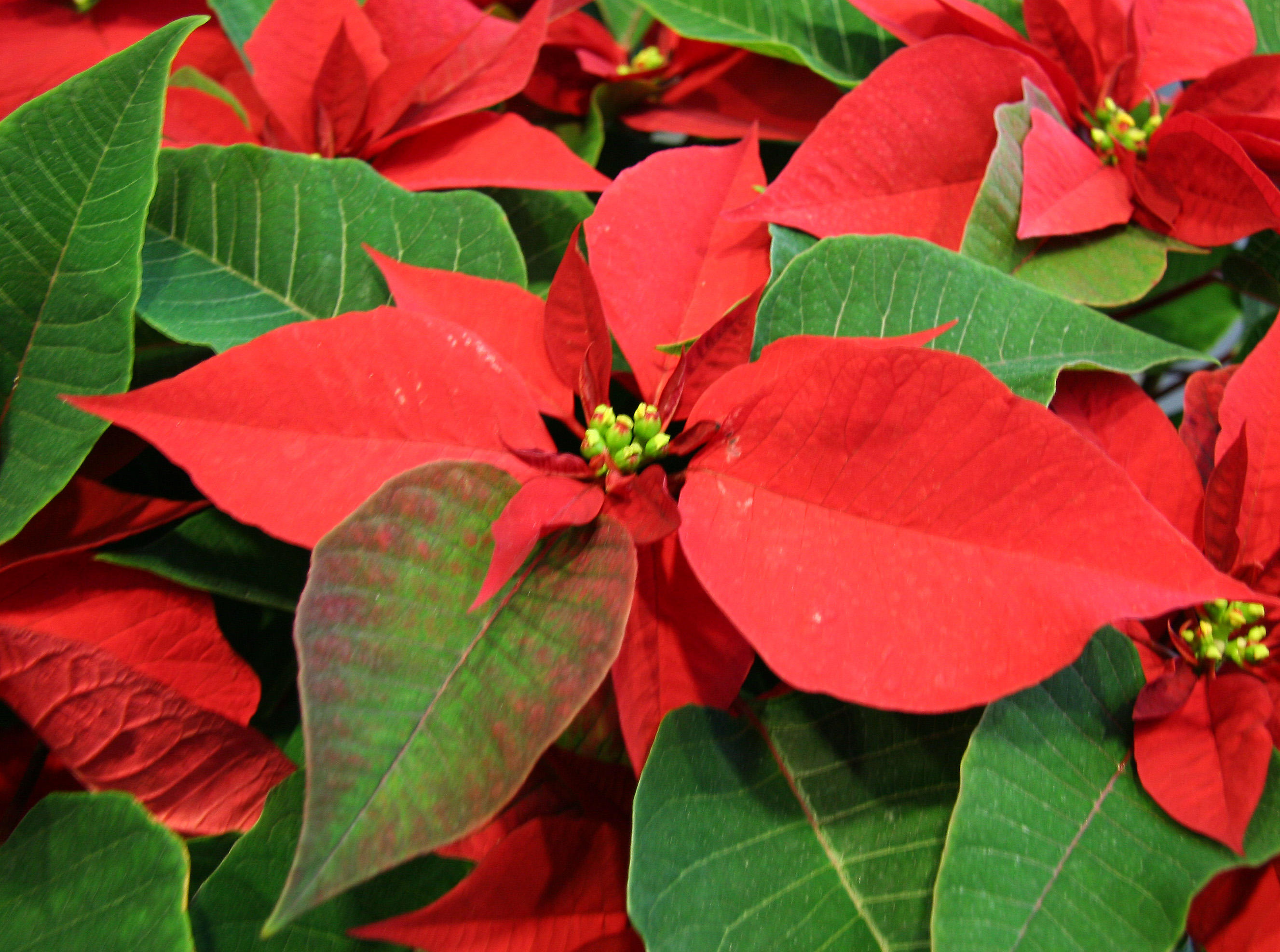 Poinsettia