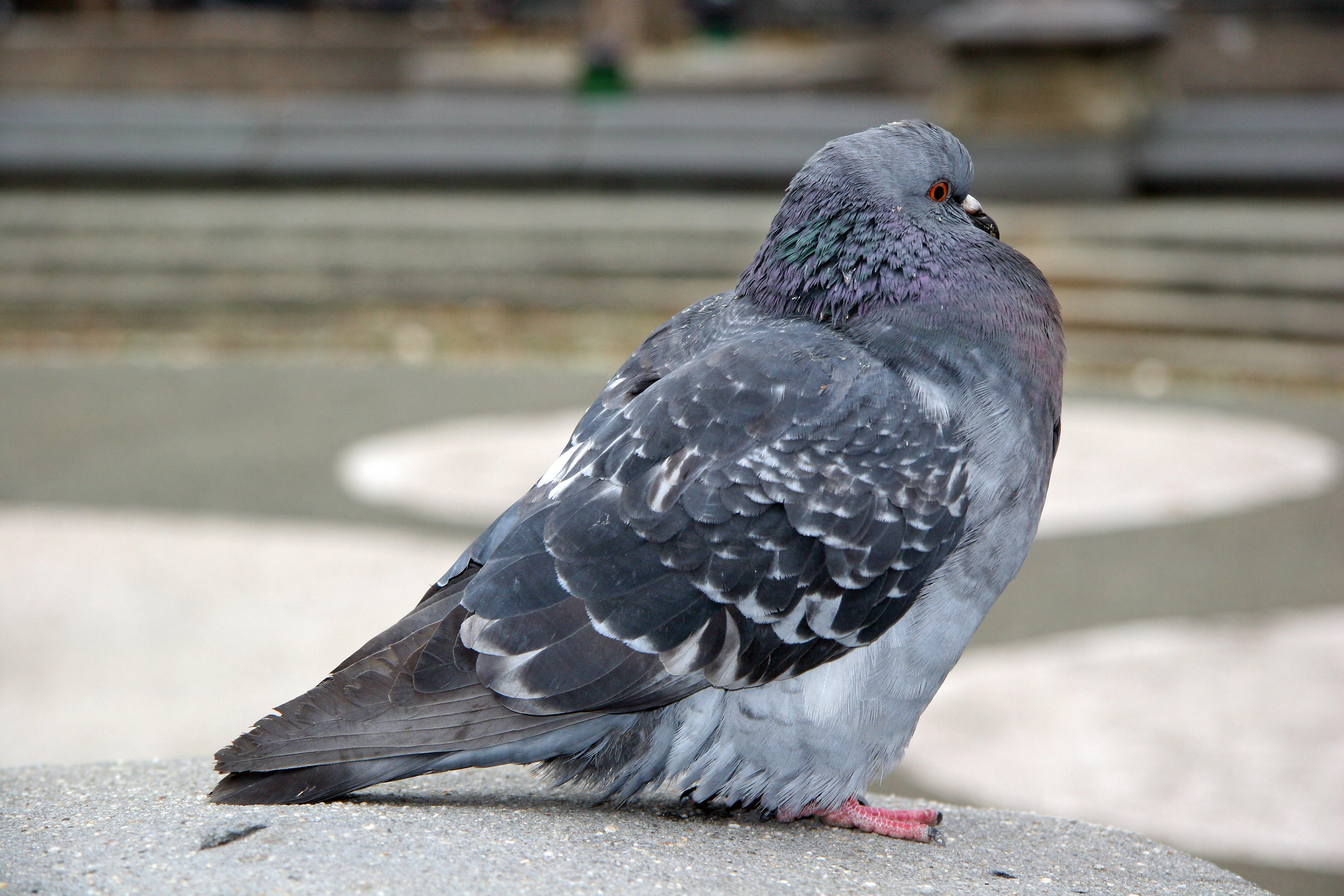 Pigeon