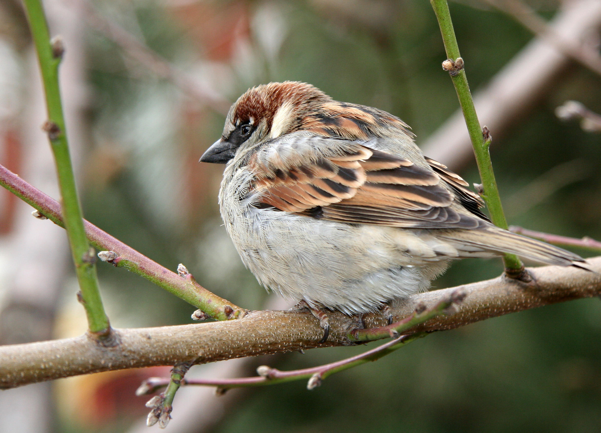 Sparrow in a Peach Tree on a Cold Day