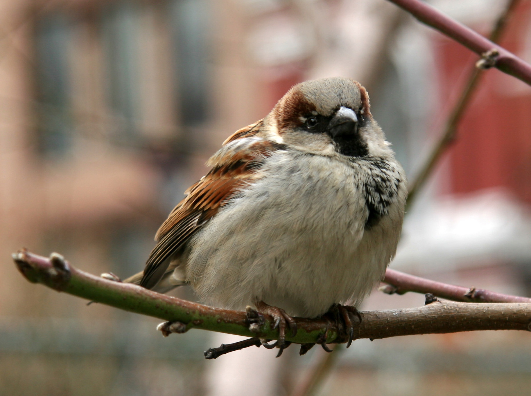 Sparrow in a Peach Tree on a Cold Day