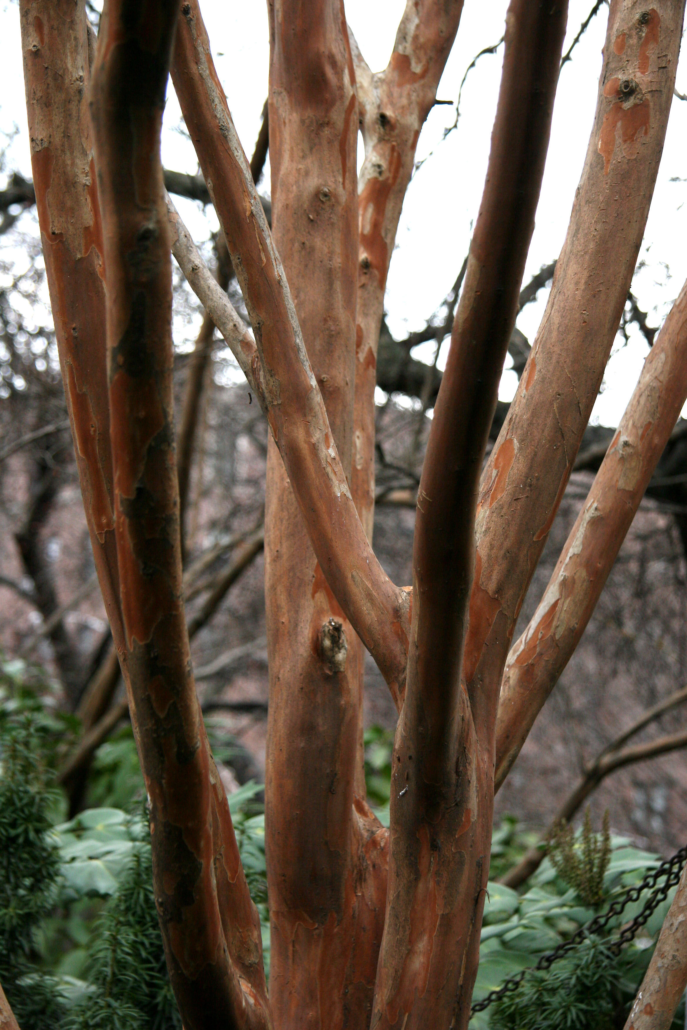 Crepe Myrtle Tree - St Lukes Church Garden