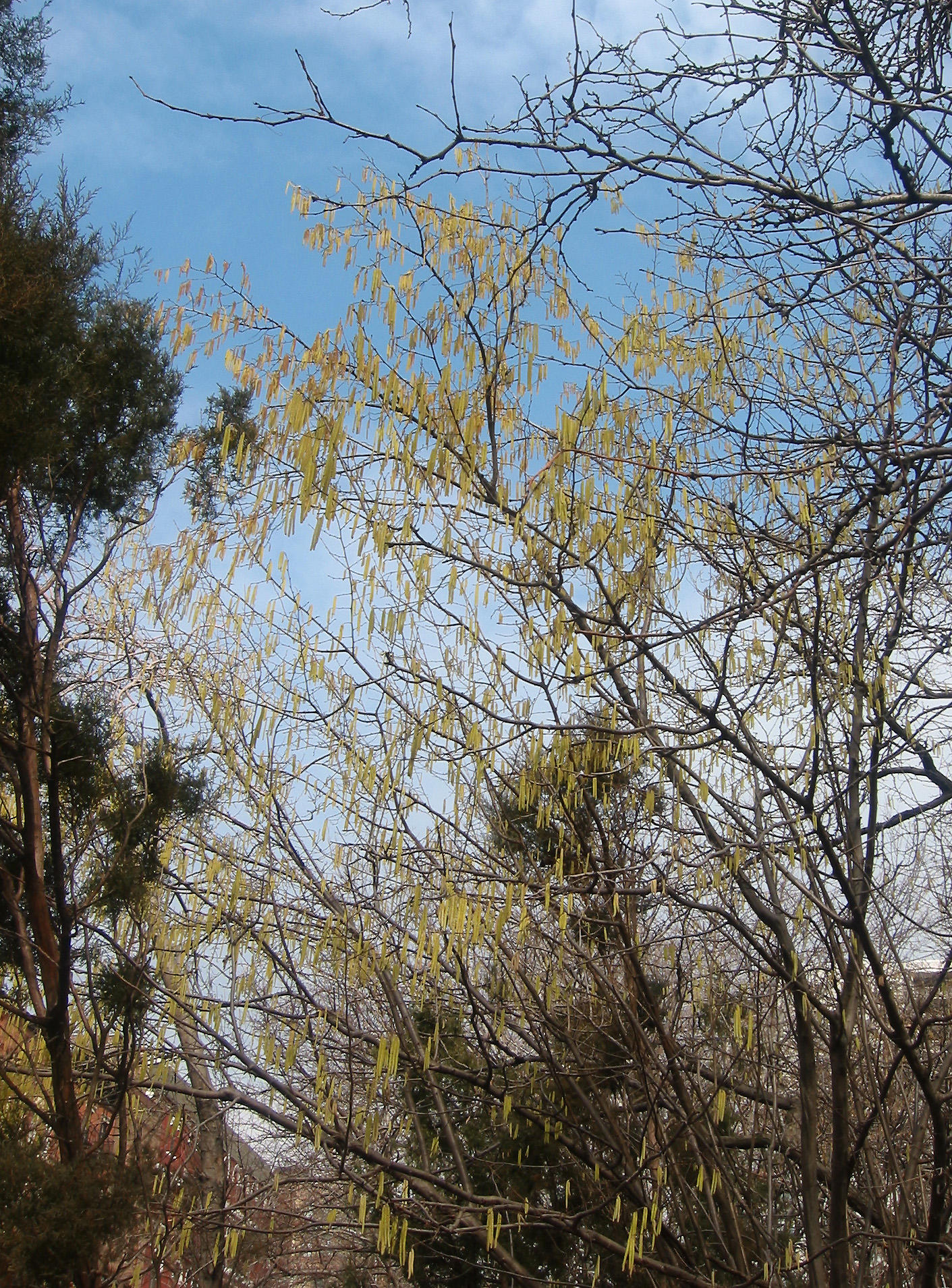 Corylus or Hazel Tree