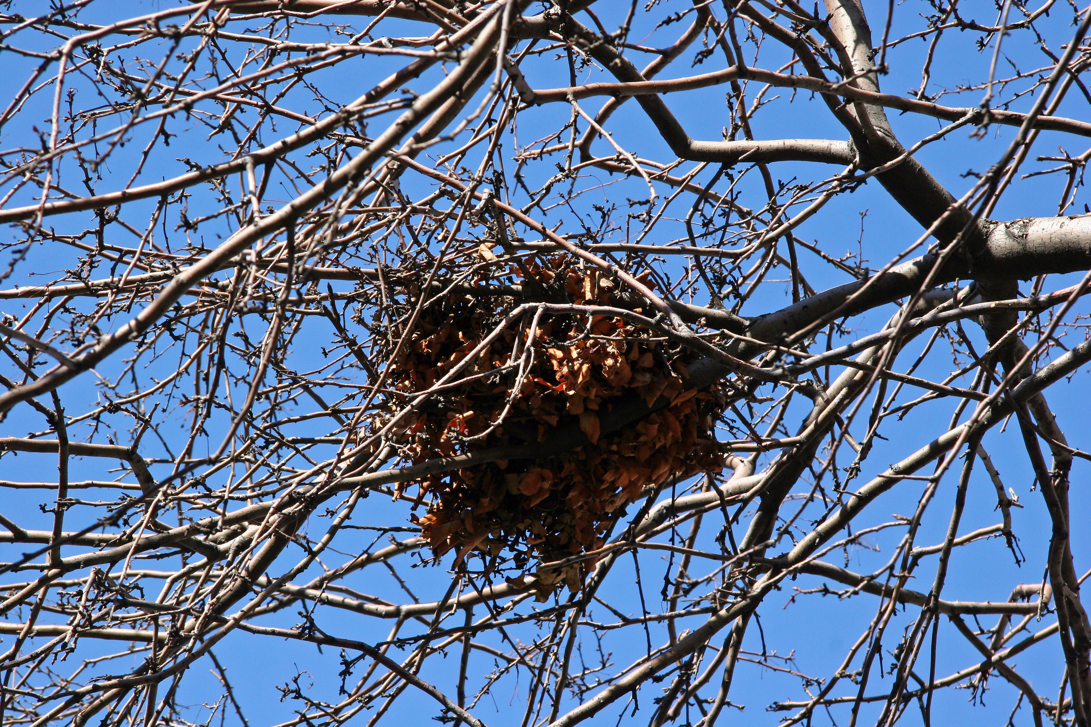 Squirrels Nest in a Crab Apple Tree