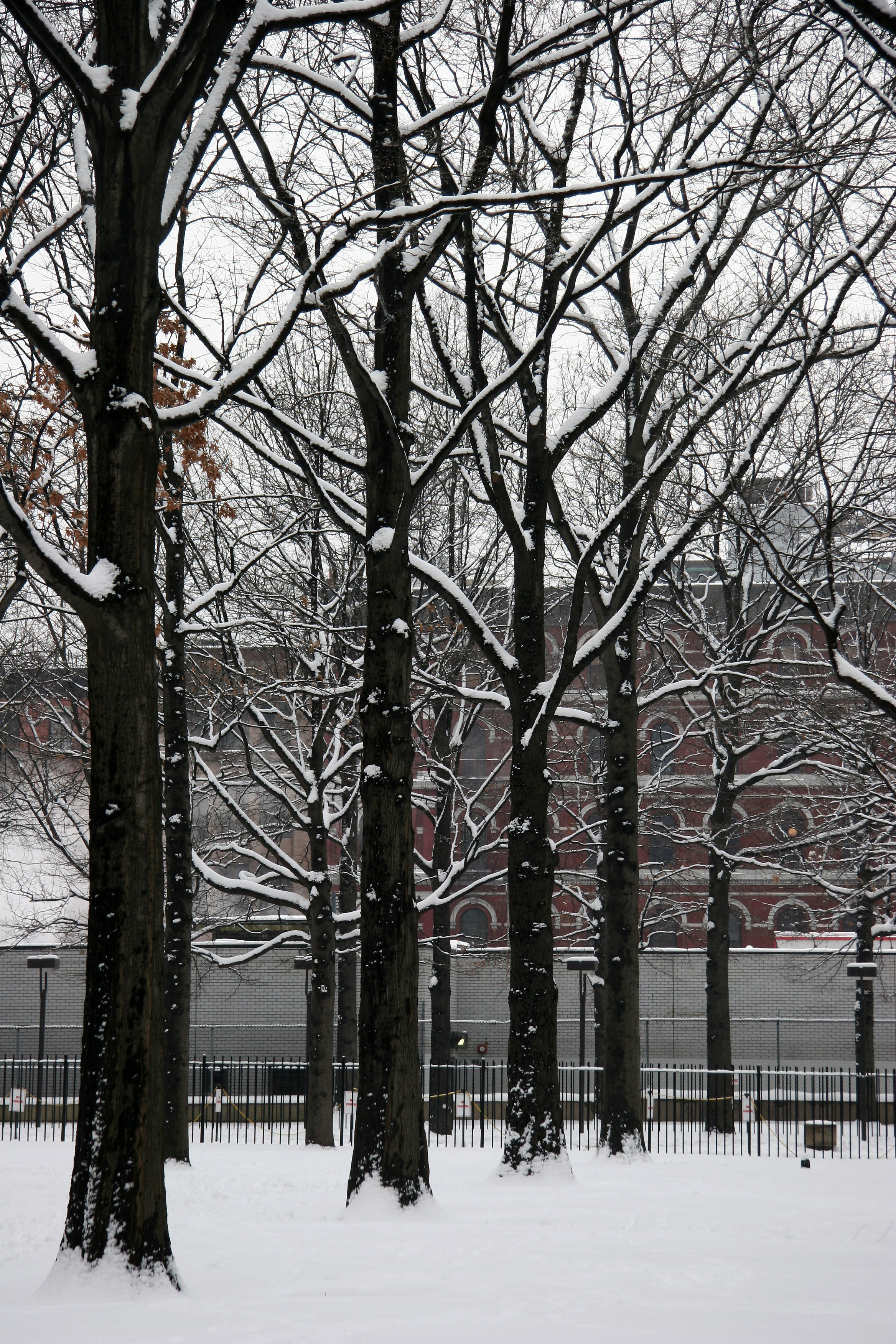 Oak Tree Grove