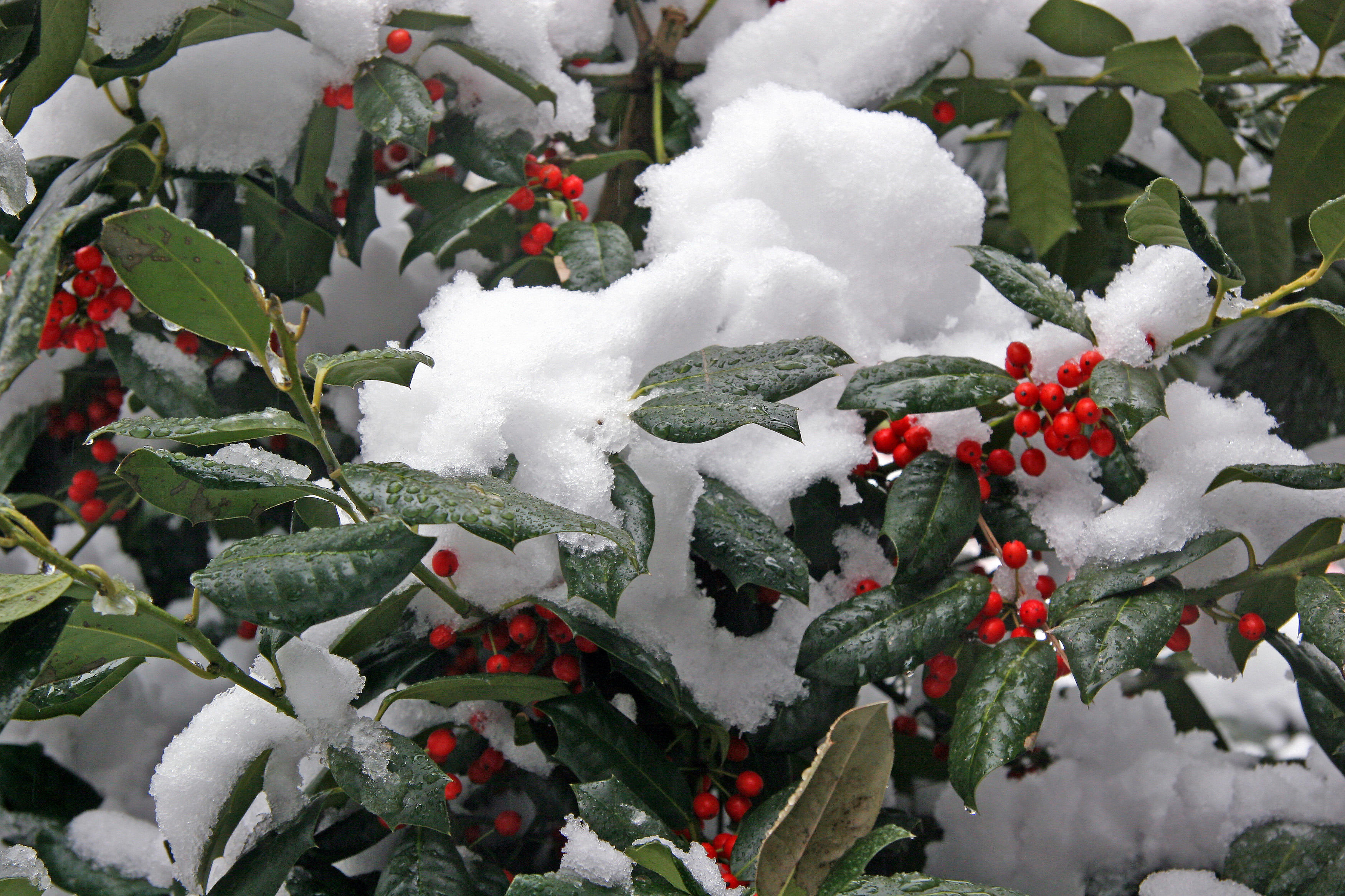 Holly and Snow