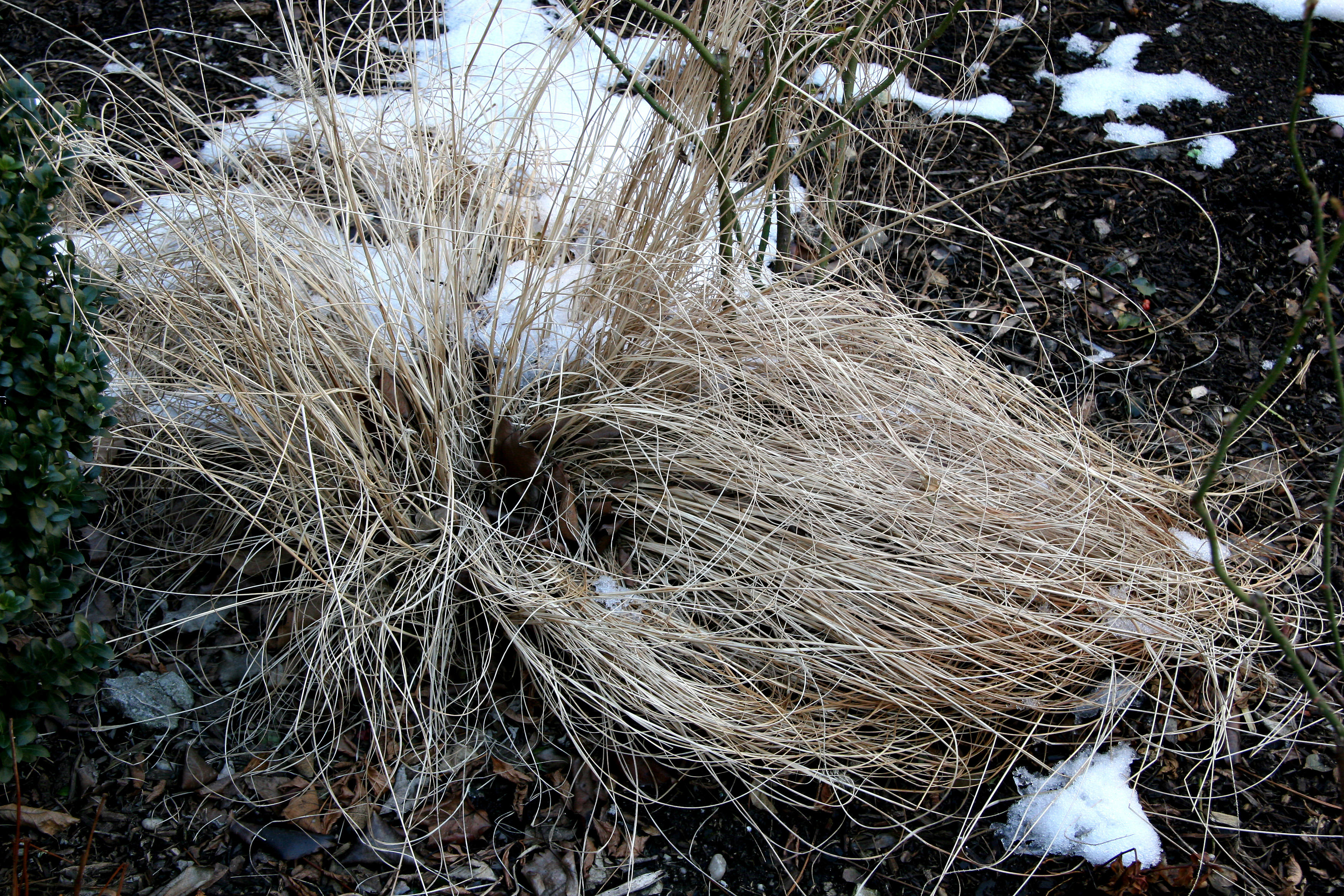 Grass & Snow