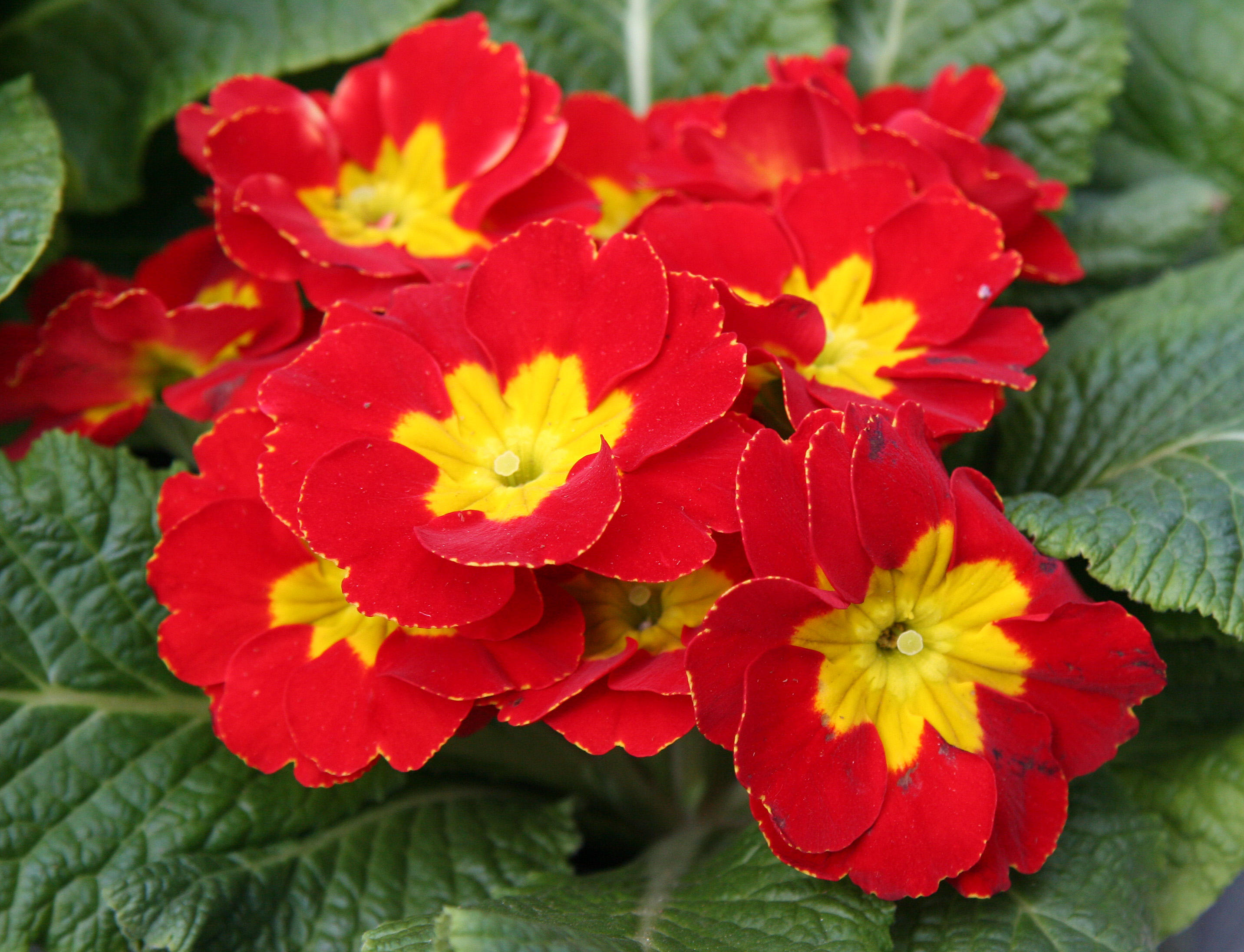 Farmers Market - Primroses