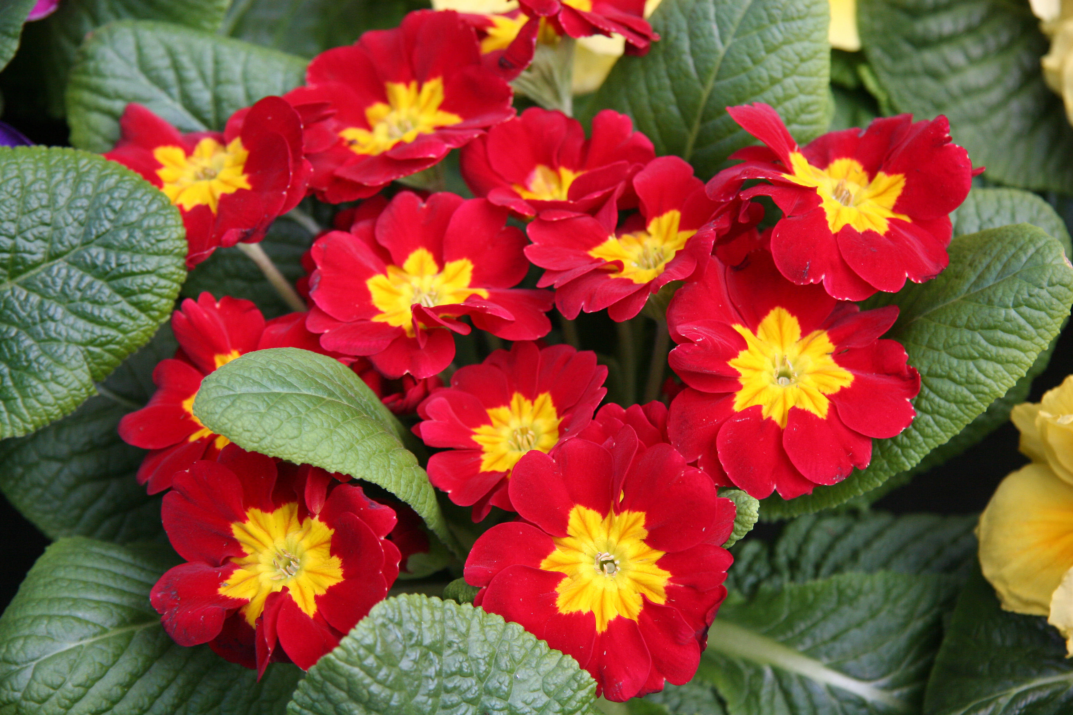 Farmers Market - Primroses