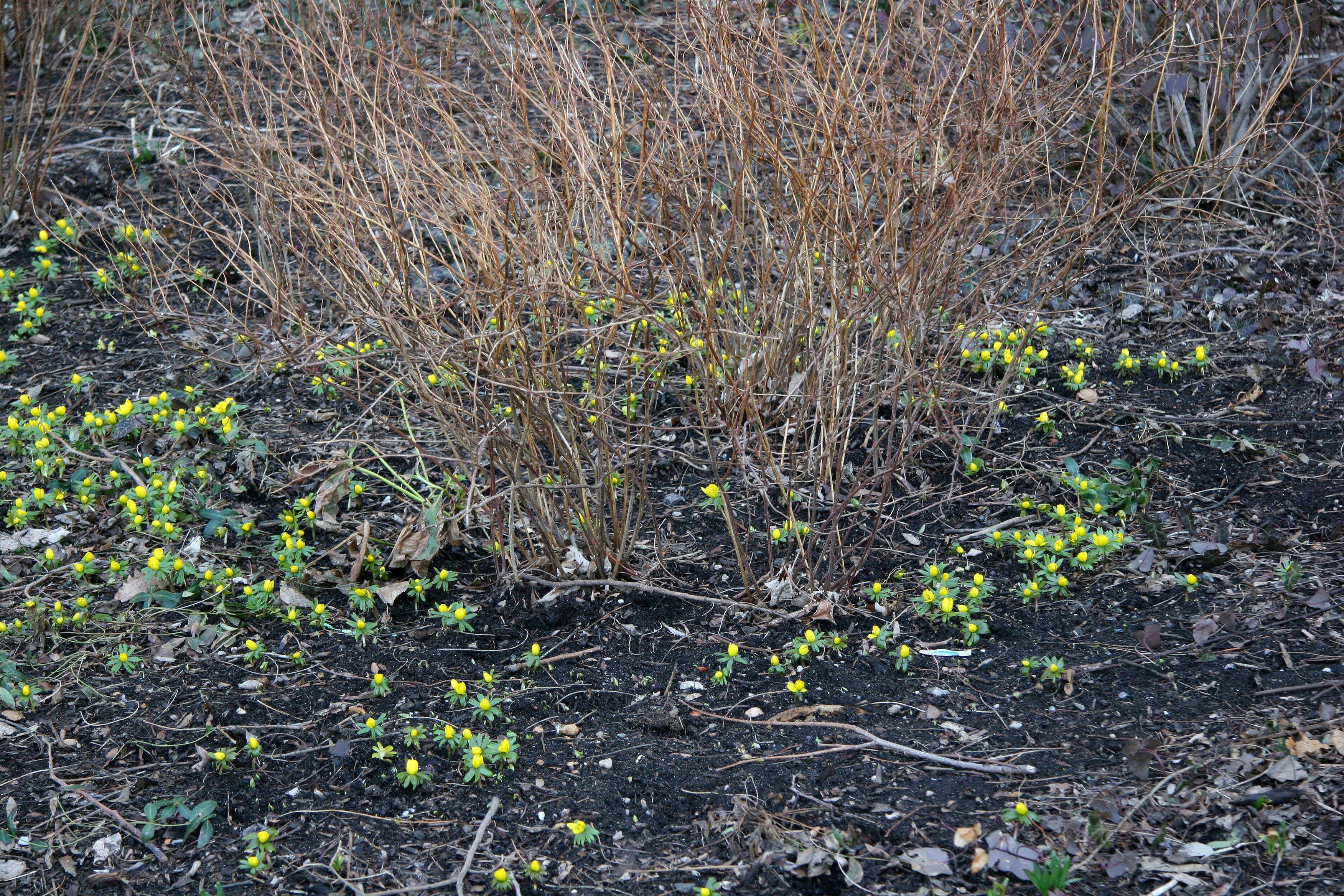 Eranthis Blooming