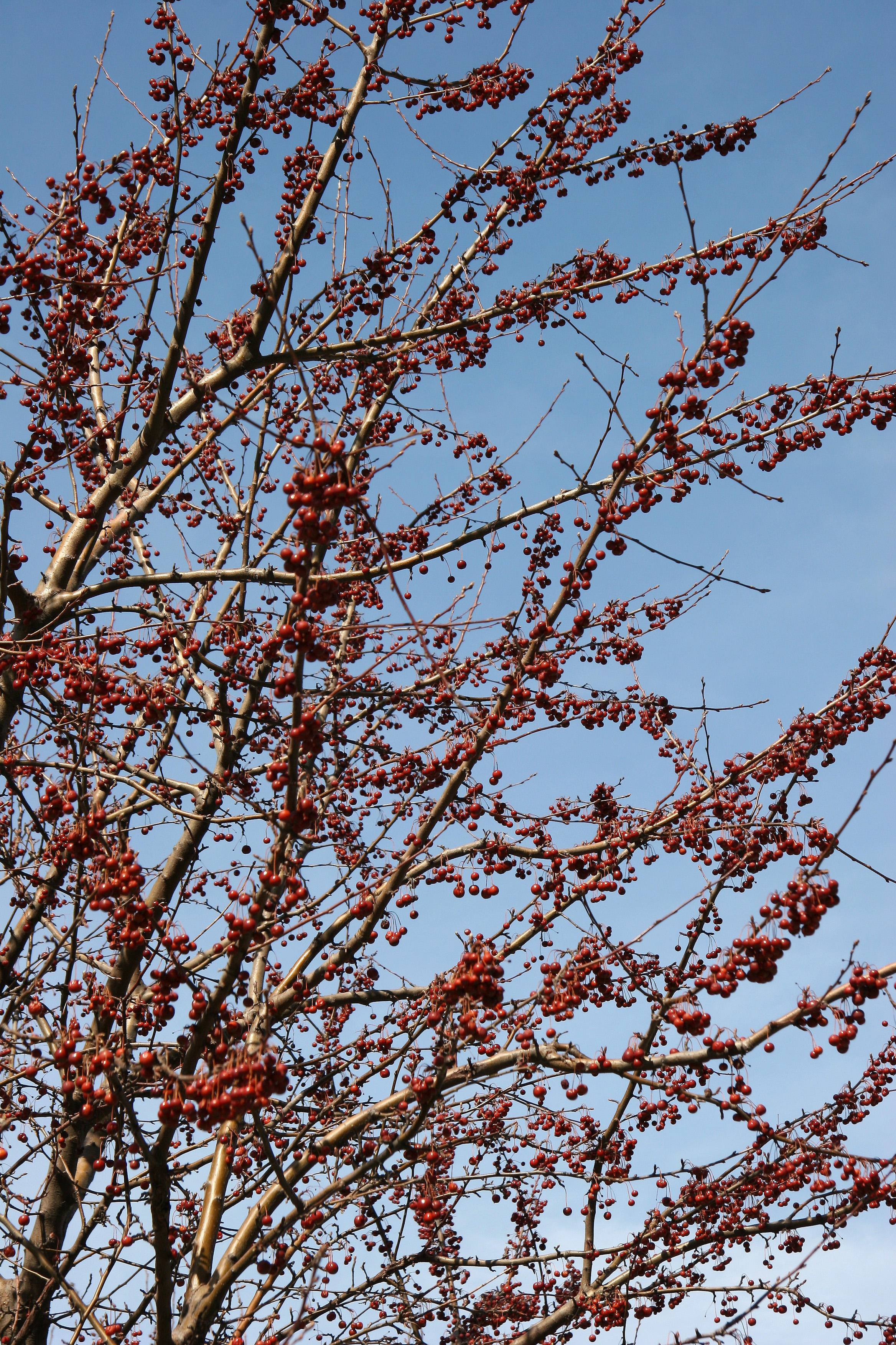 Crab Apple Tree Fruit