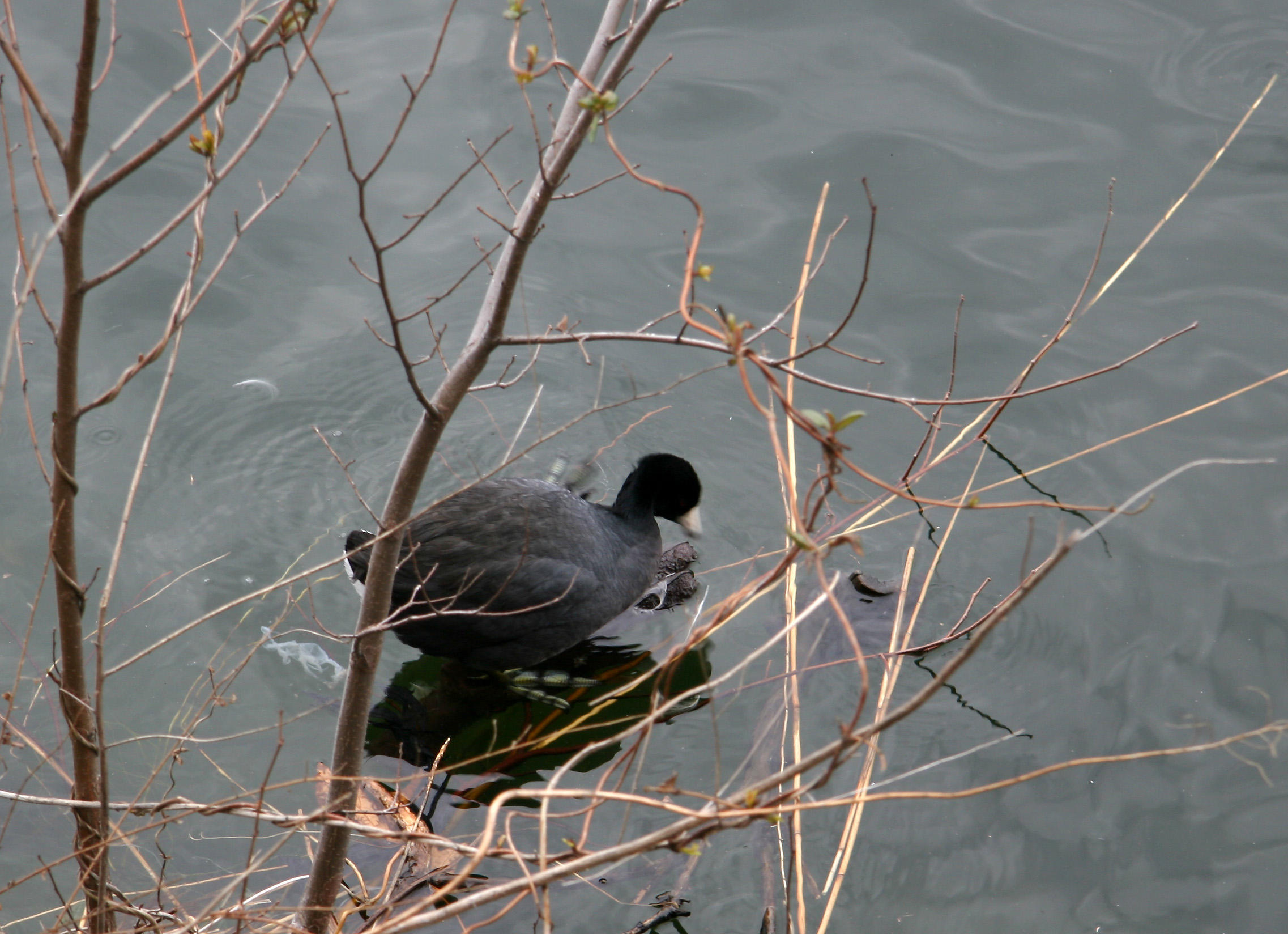 American Coot at the Reservor