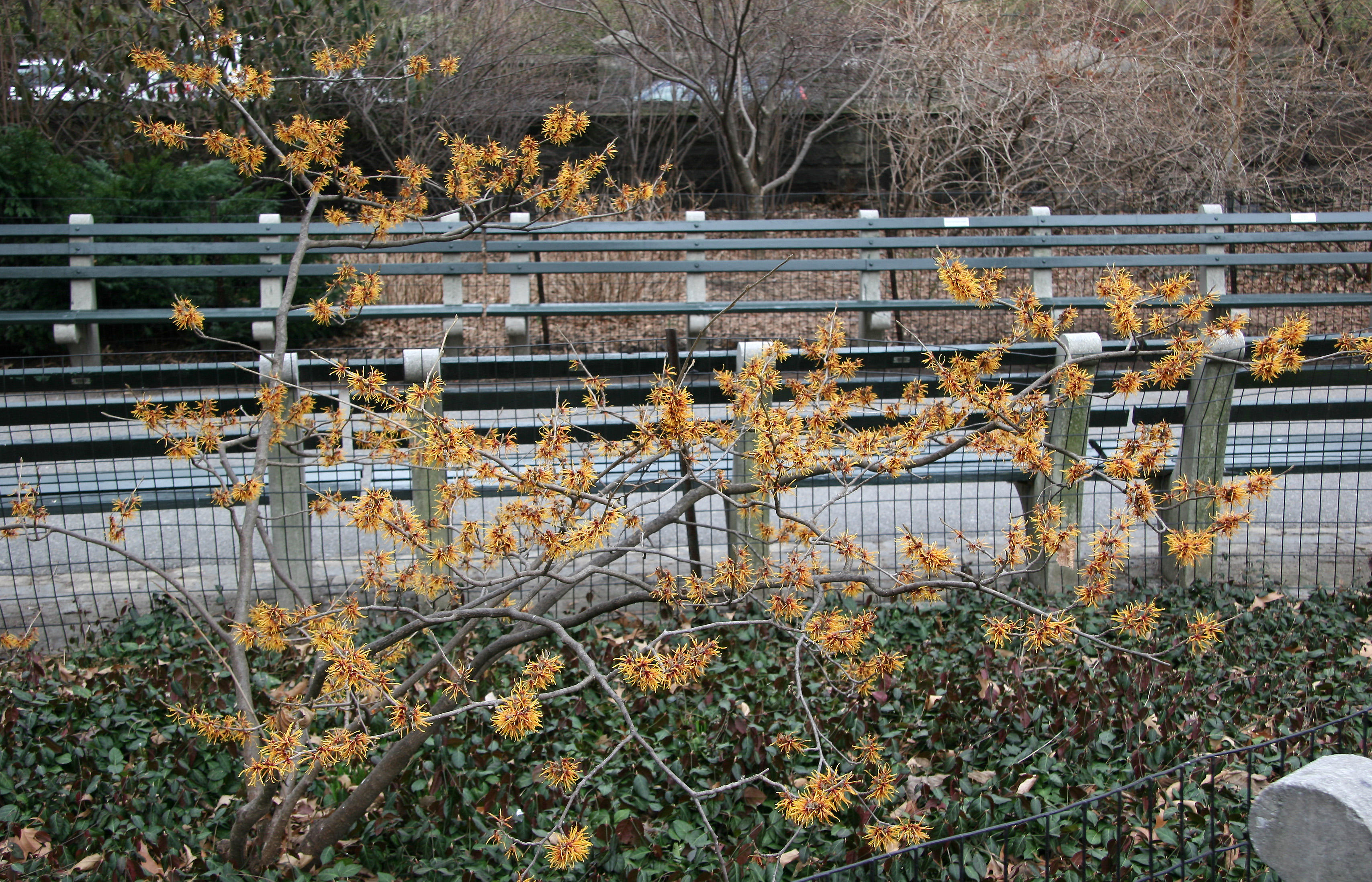 Witch Hazel Bush in Bloom