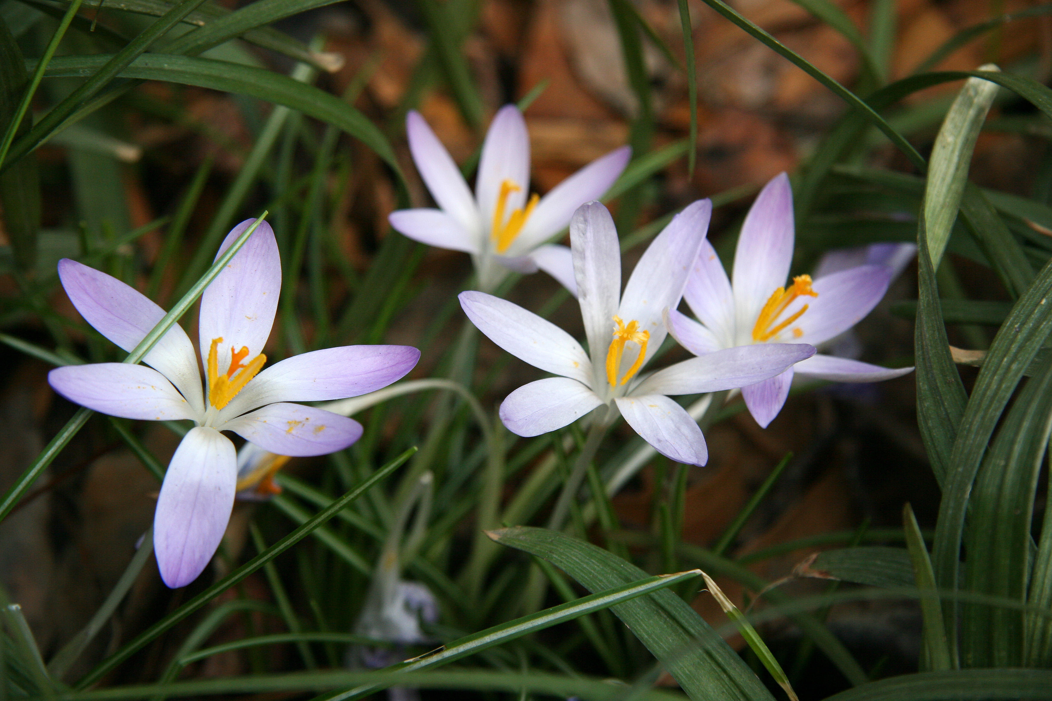 Crocuses - St Lukes Church Garden