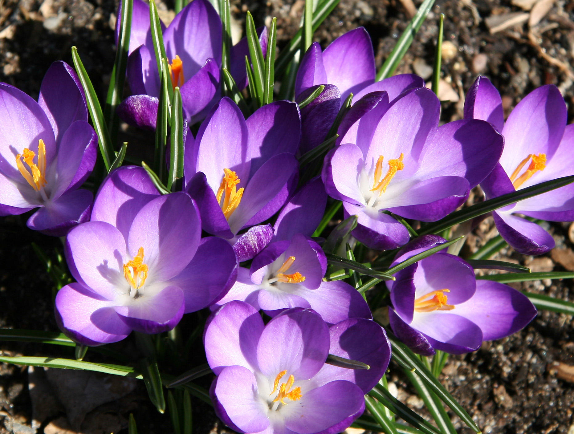 Crocuses