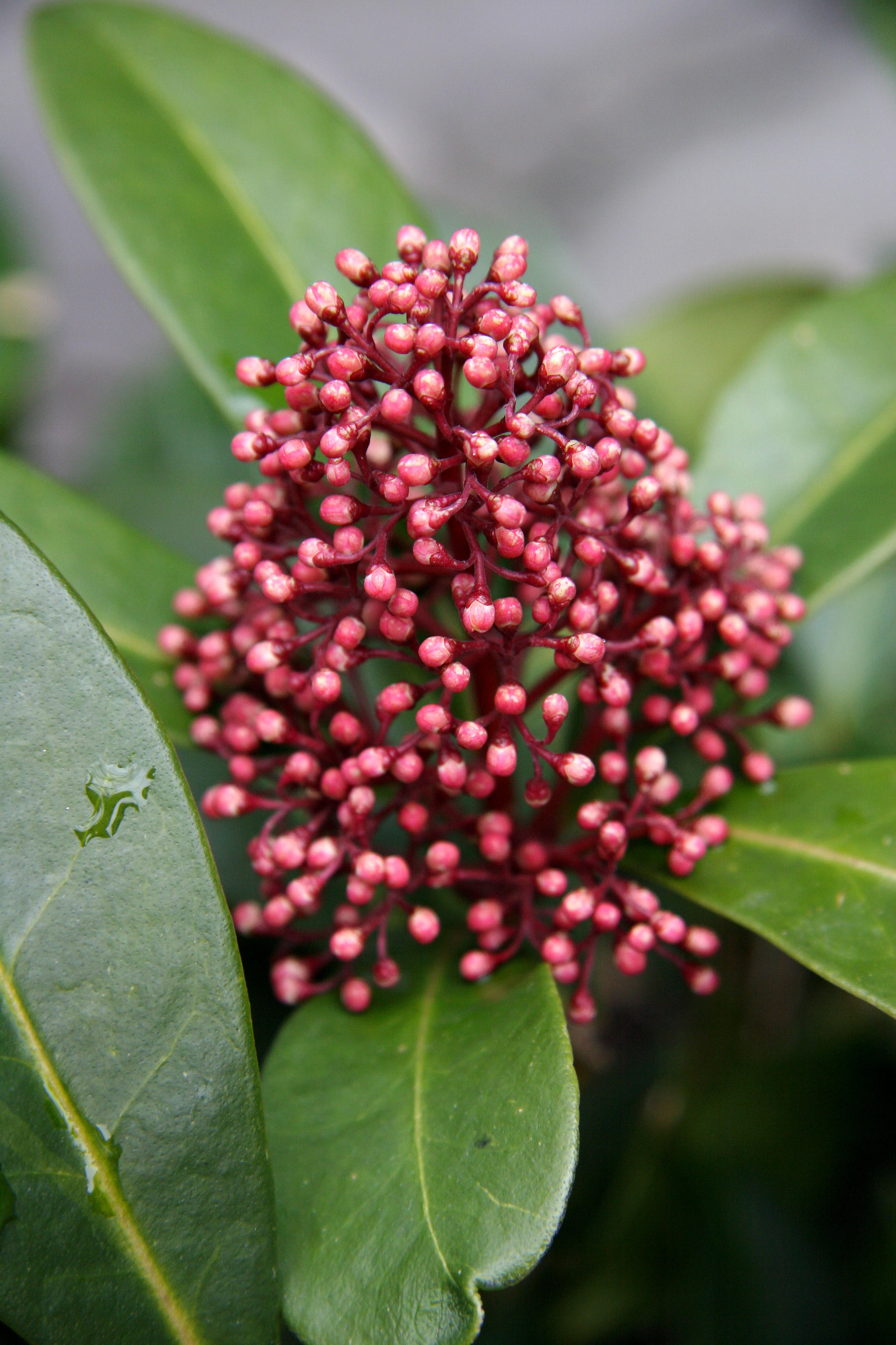 Skimmia