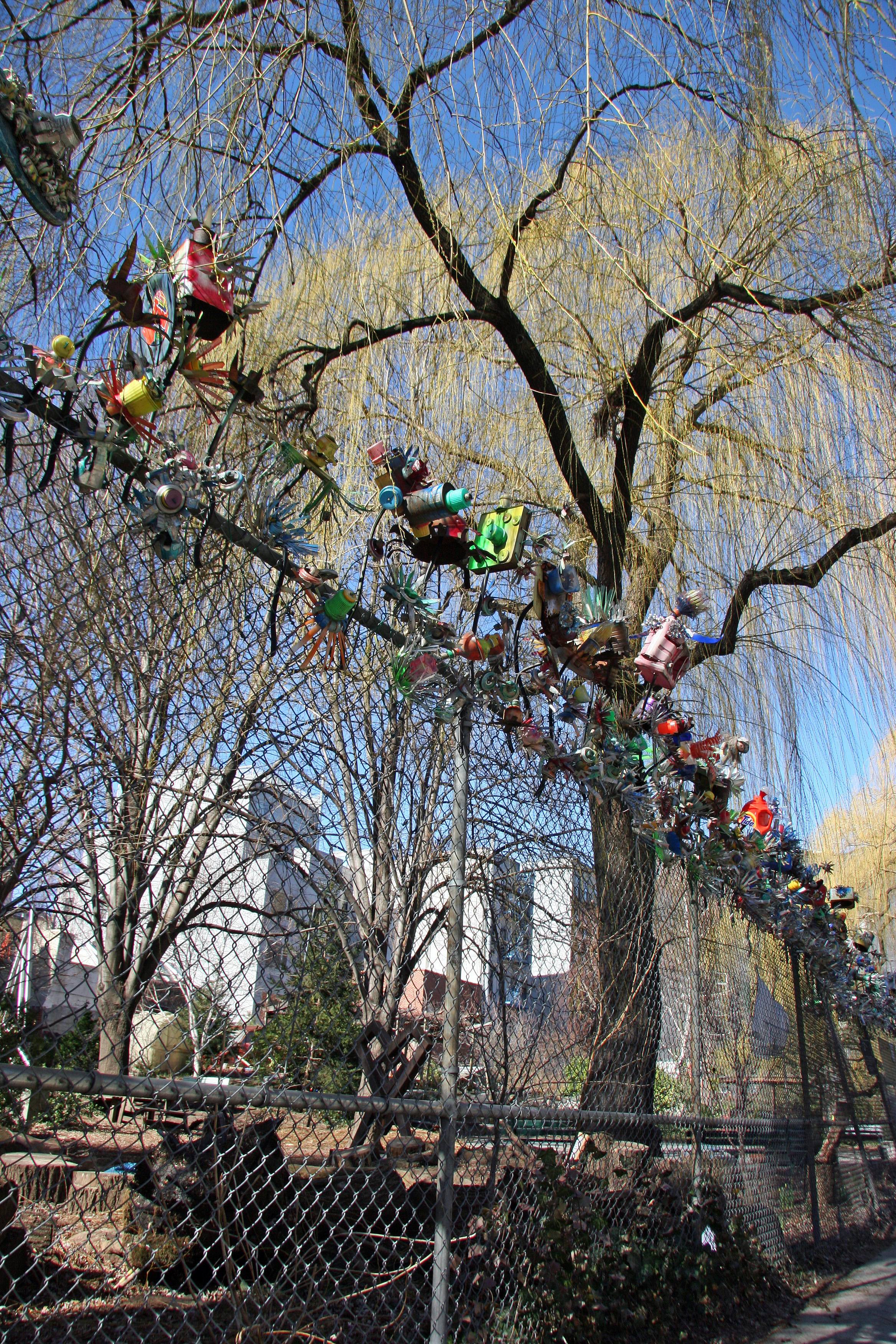 Budding Willow Trees at La Plaza Cultural Community Garden