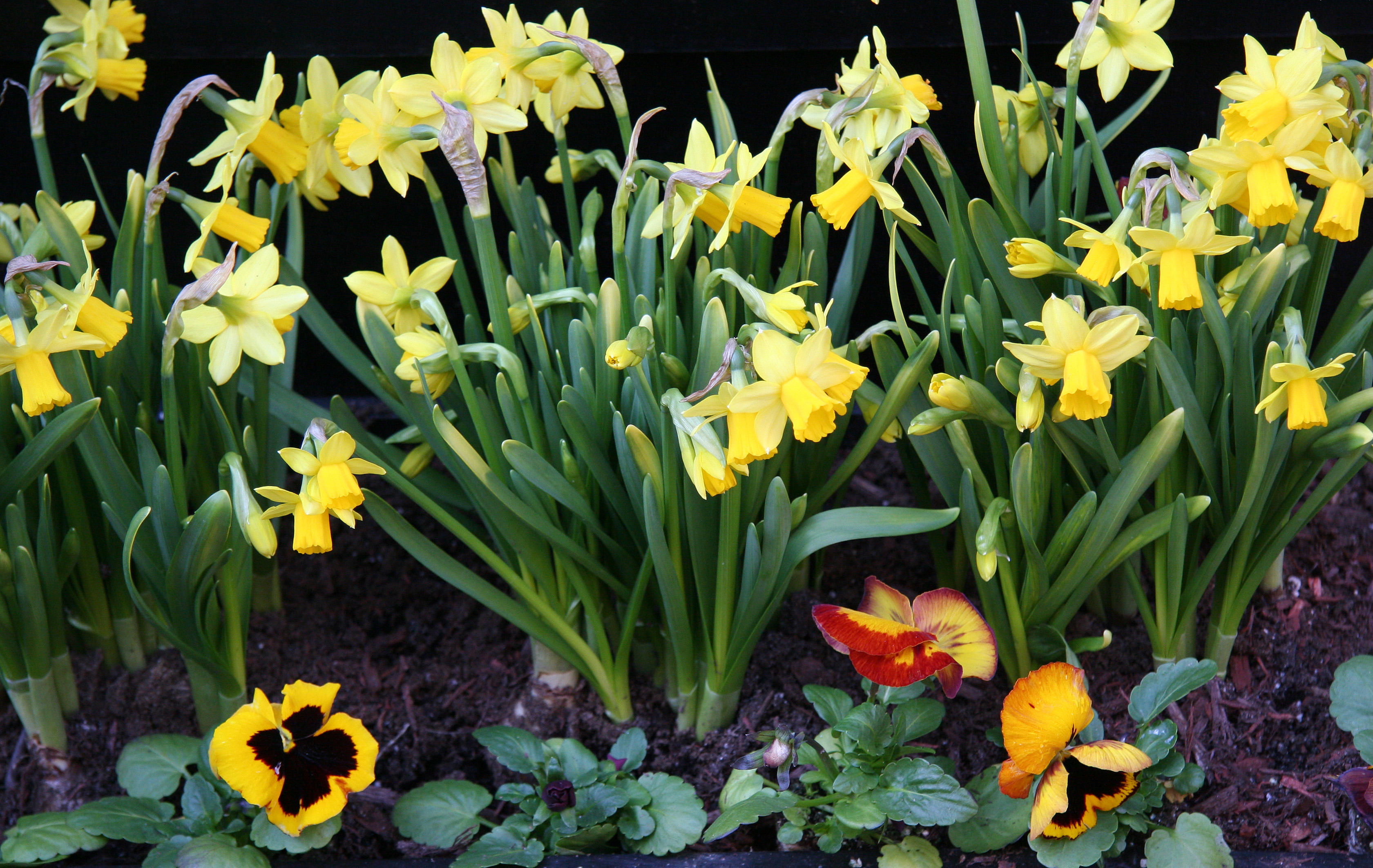 Daffodils & Pansies