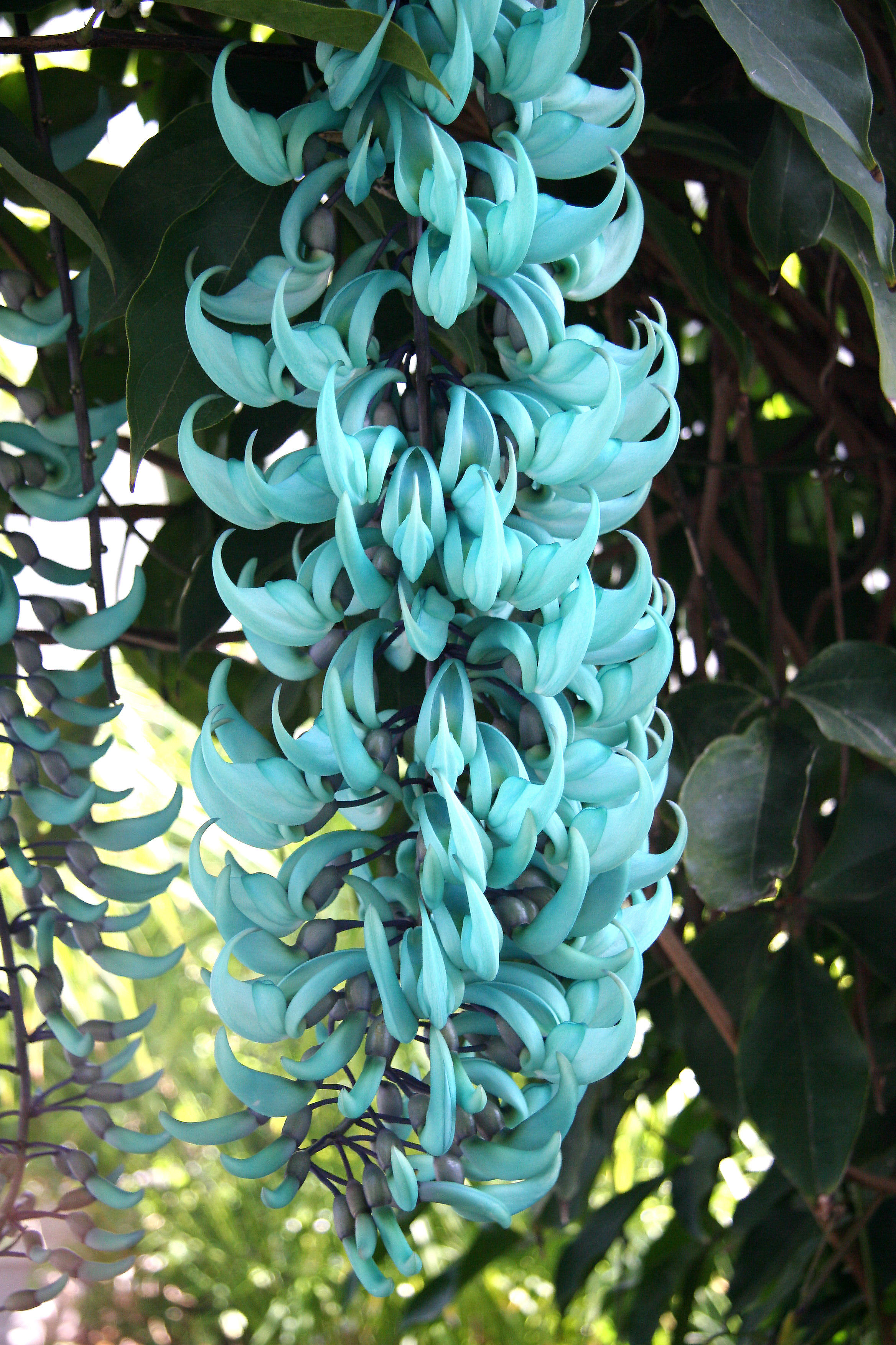 Orchid Show - Jade Vine