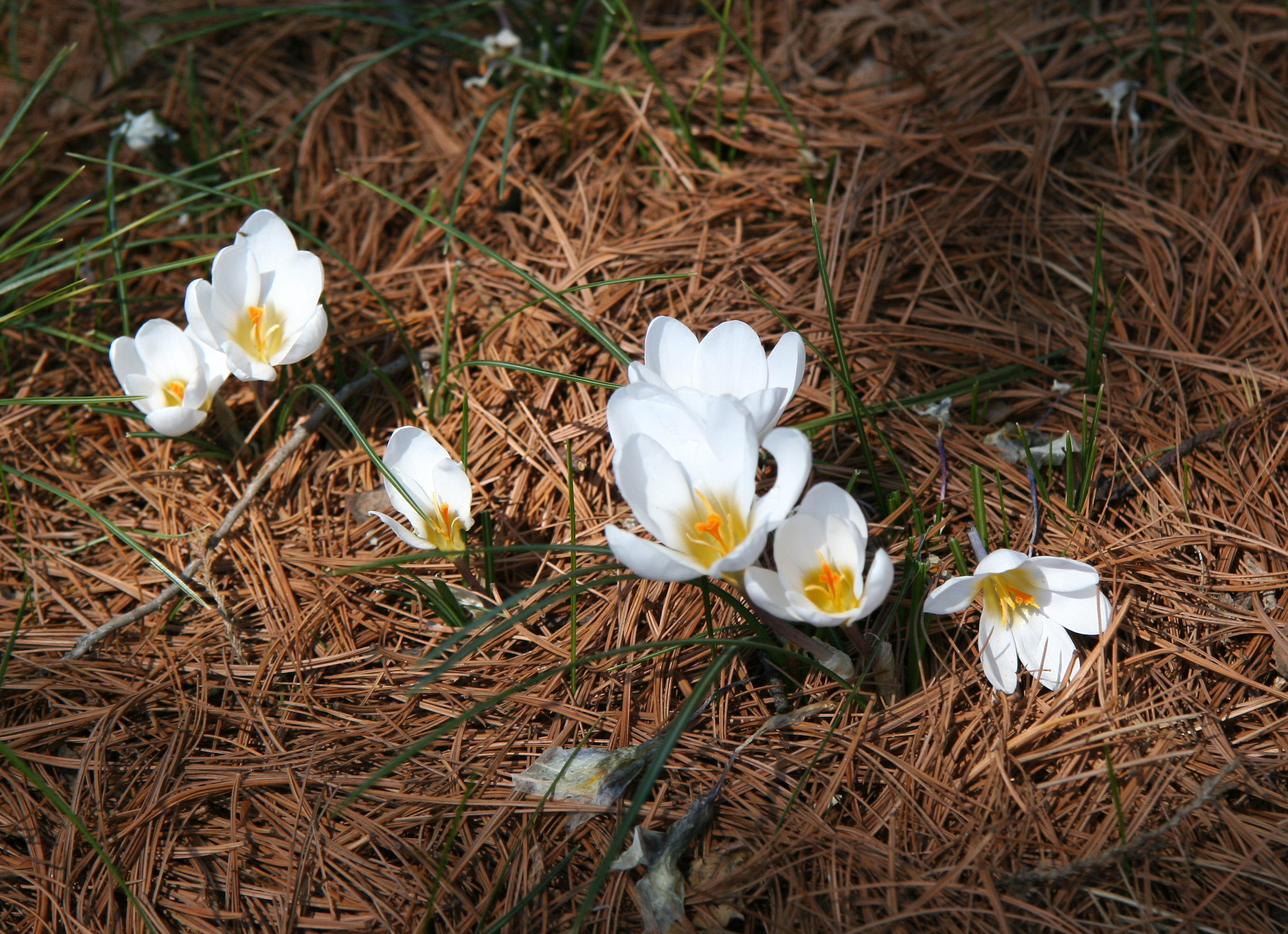 Crocuses