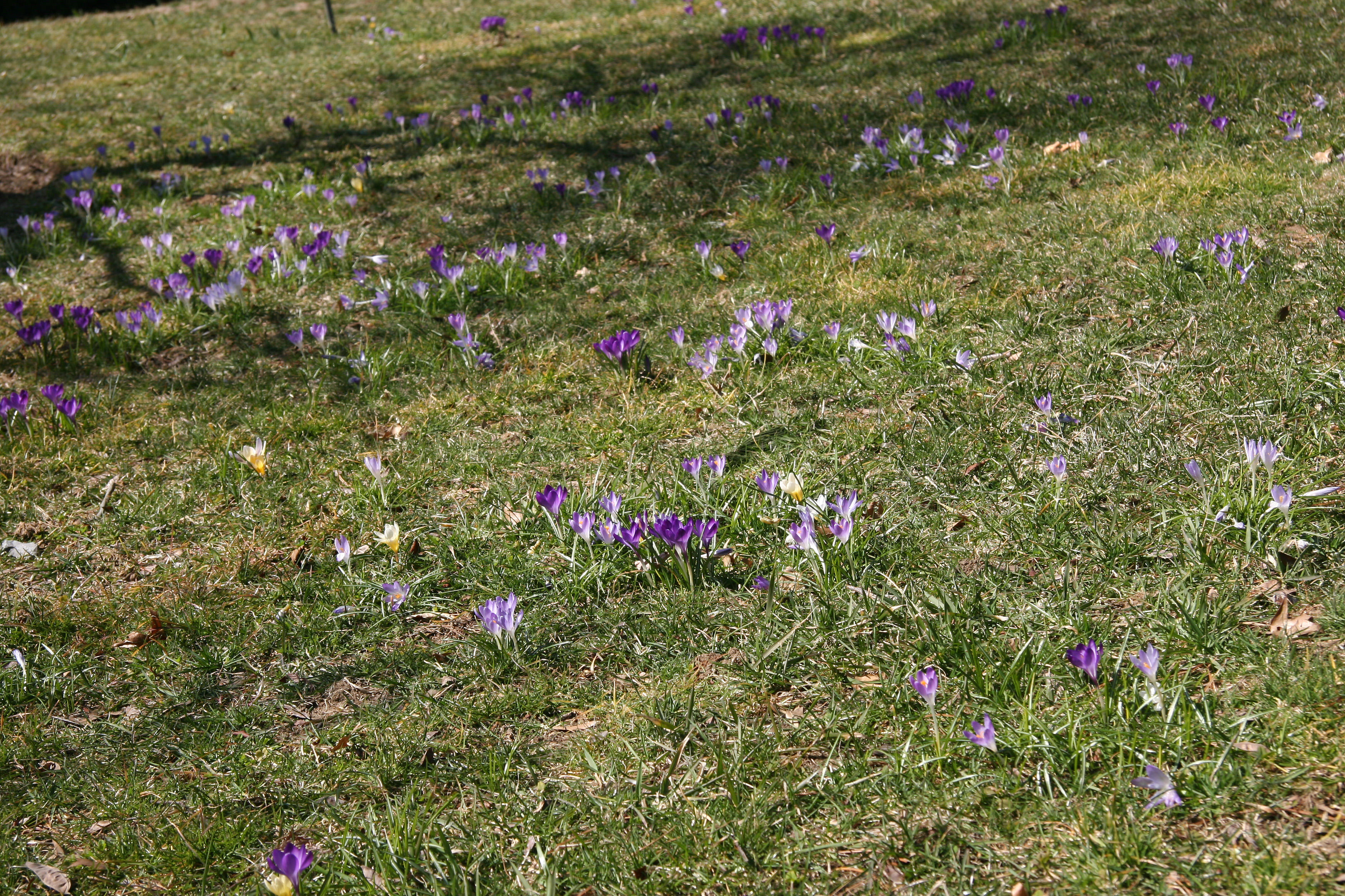 Garden View - Crocuses