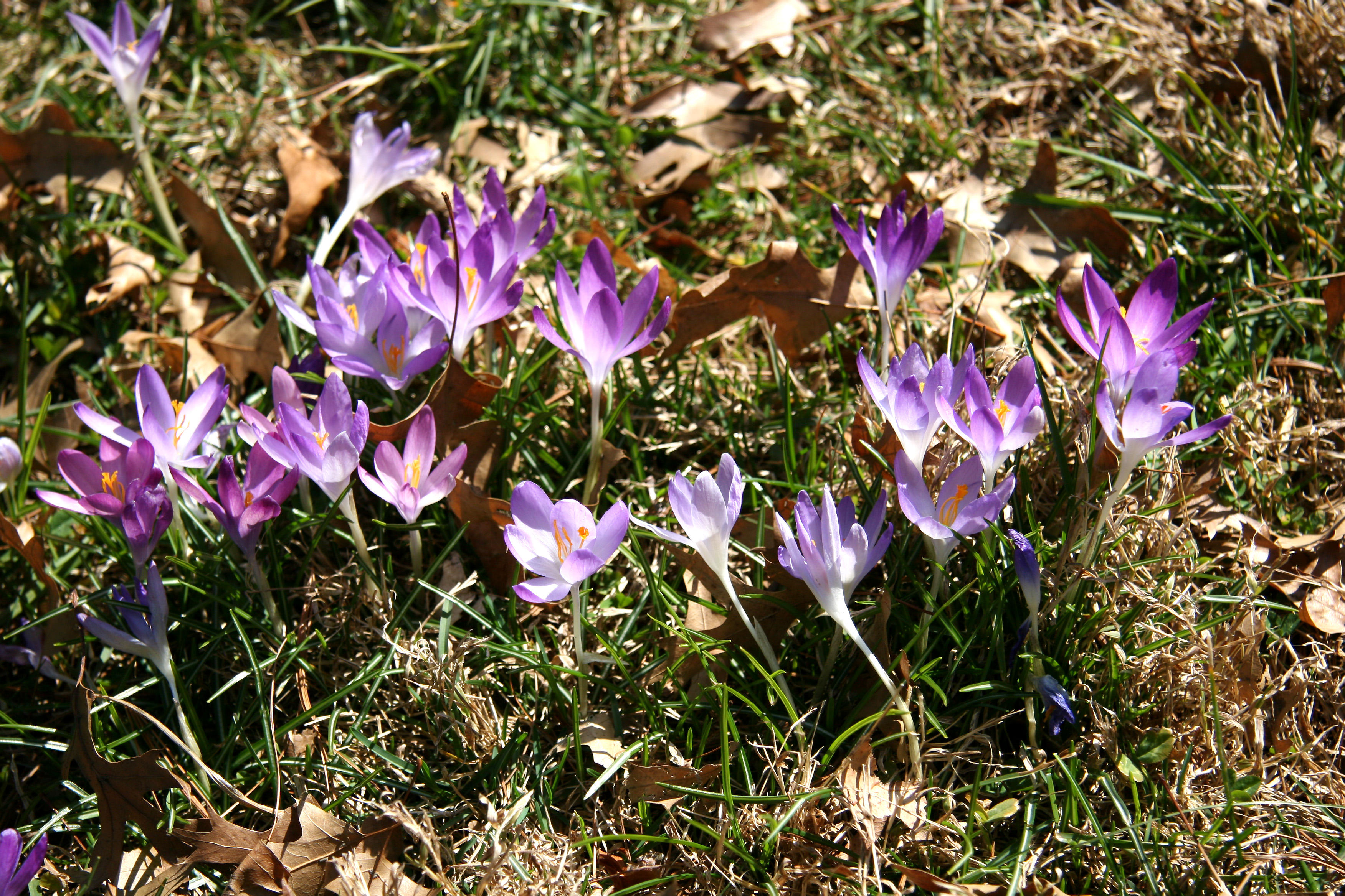 Garden View - Crocuses