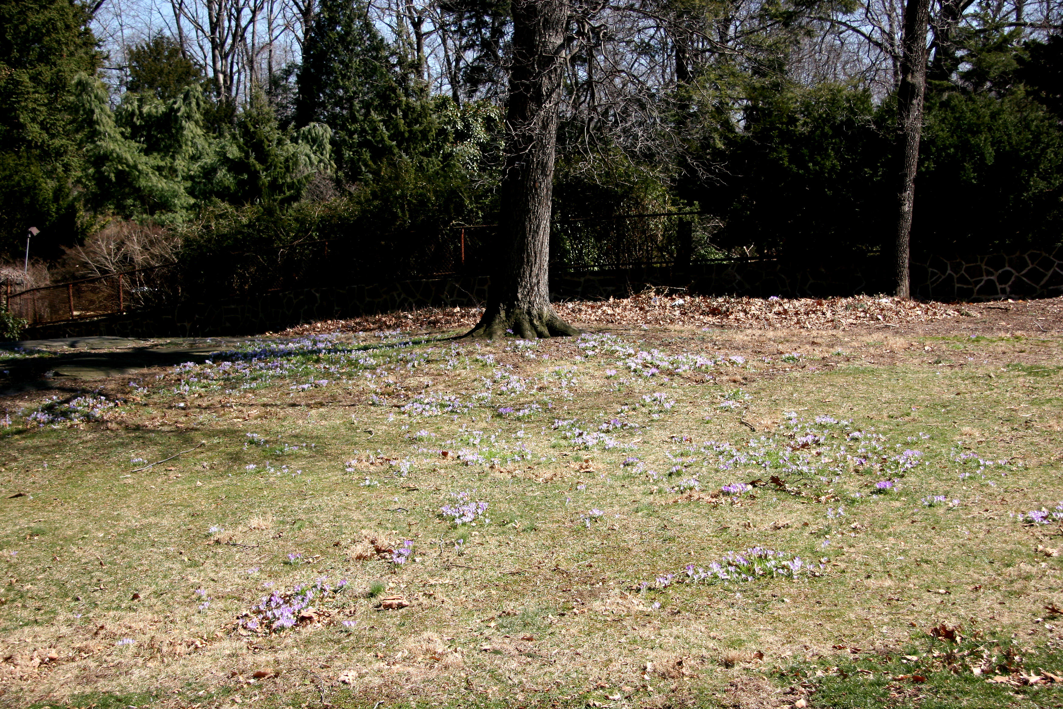 Garden View - Crocuses