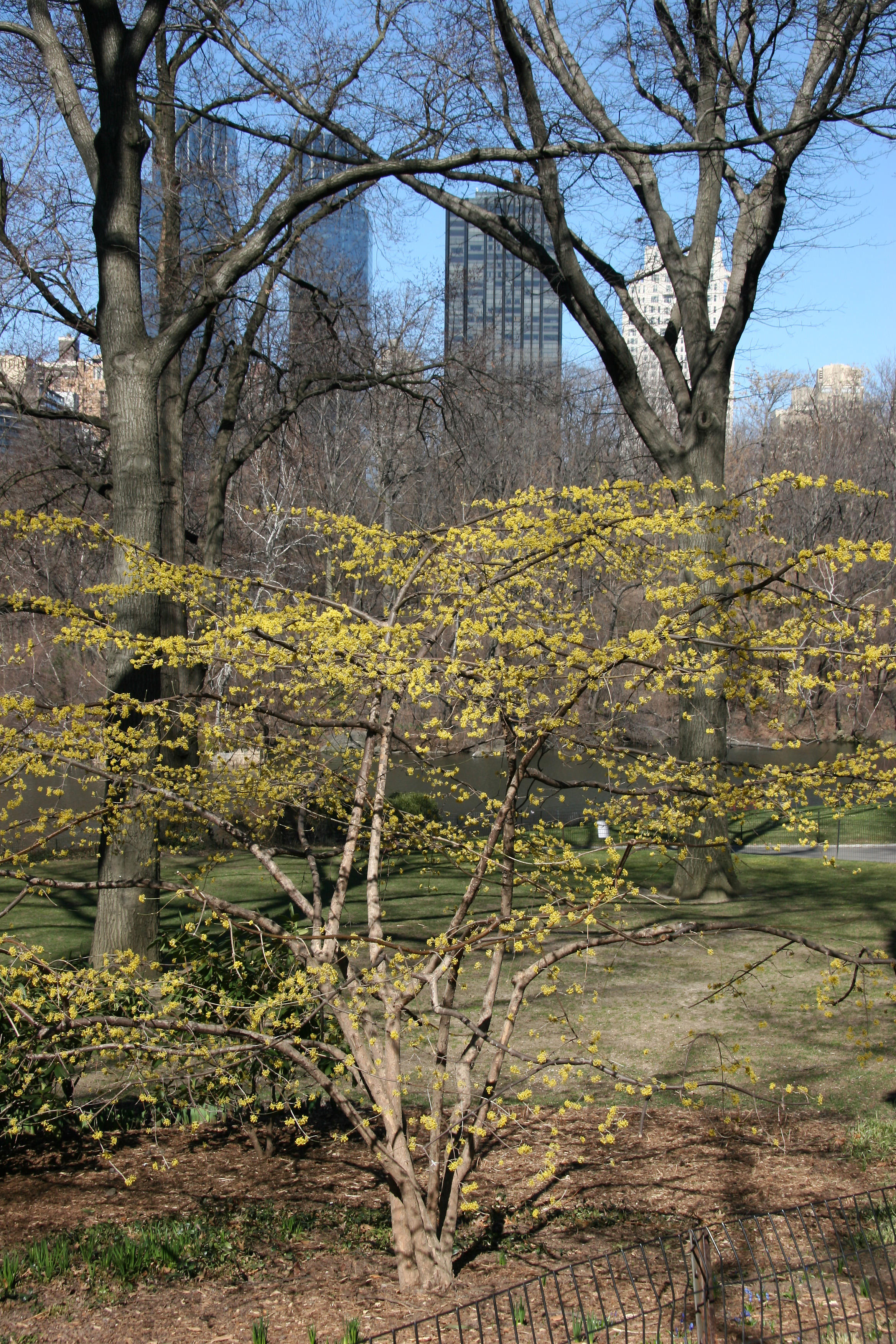 Cornus Mas Dogwood with CPW Skyline
