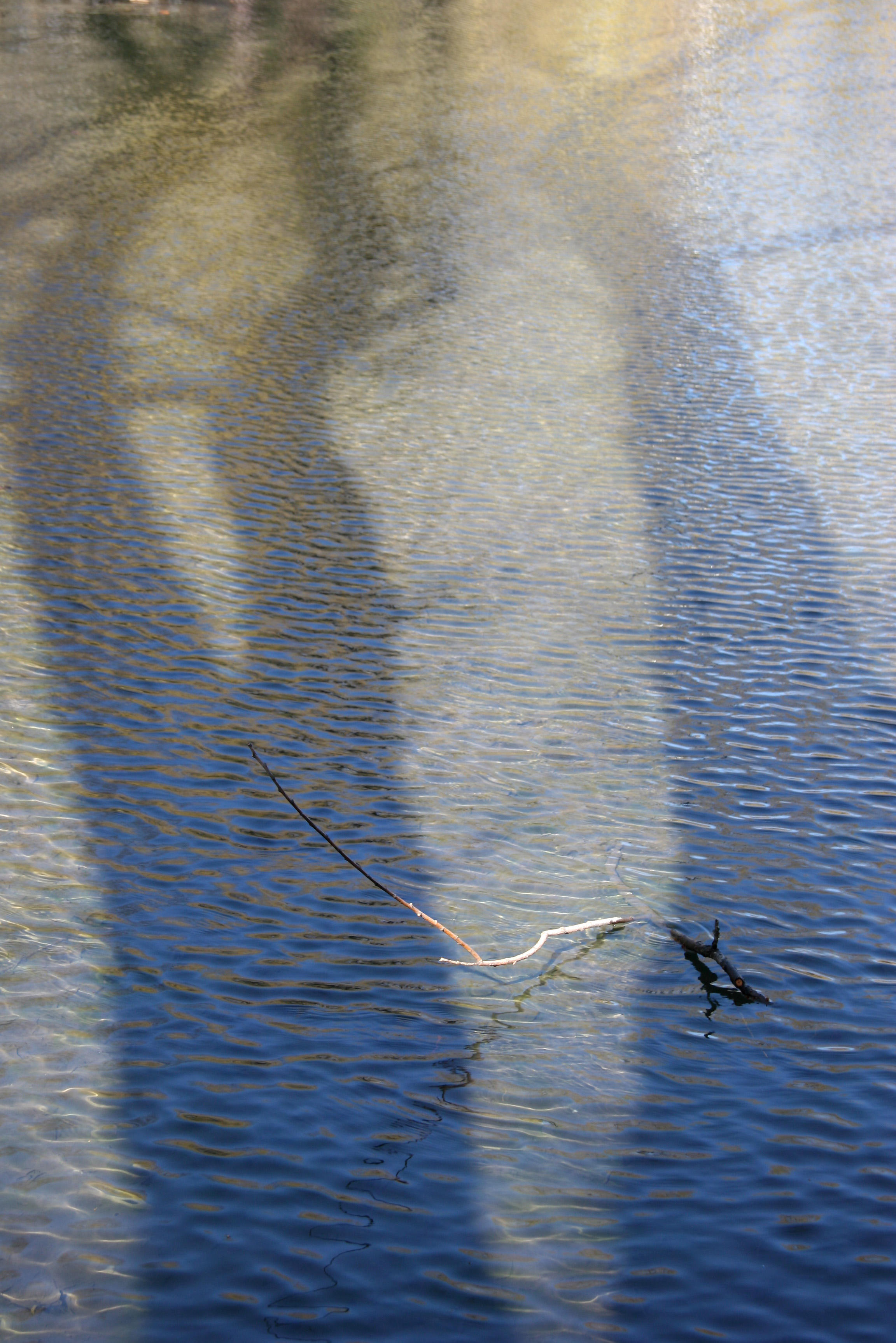Duck Pond Reflections