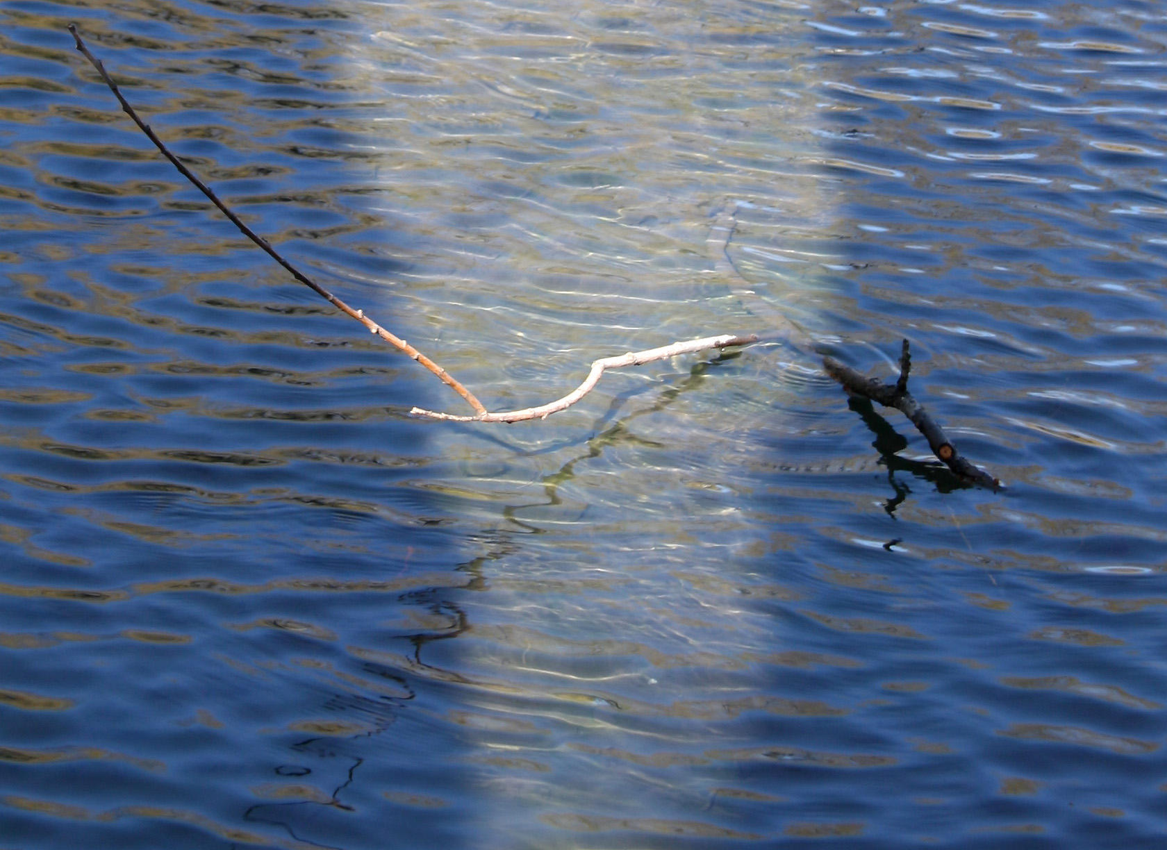 Duck Pond Reflections