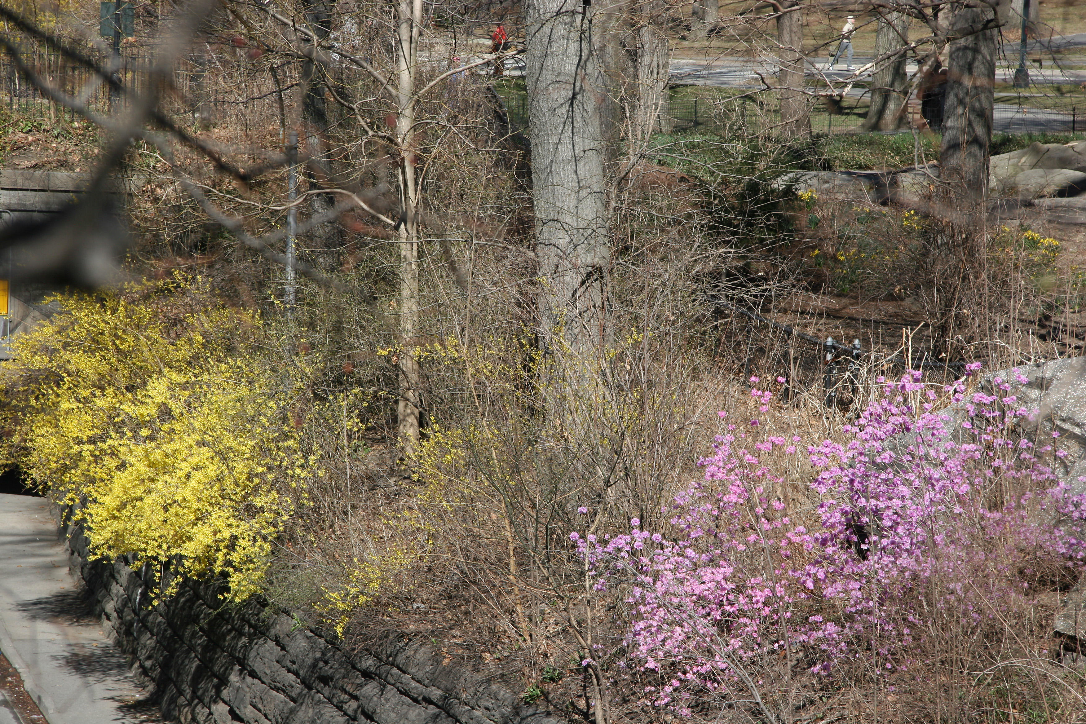 Forsythia & Azaleas at 65th Street Traverse Road