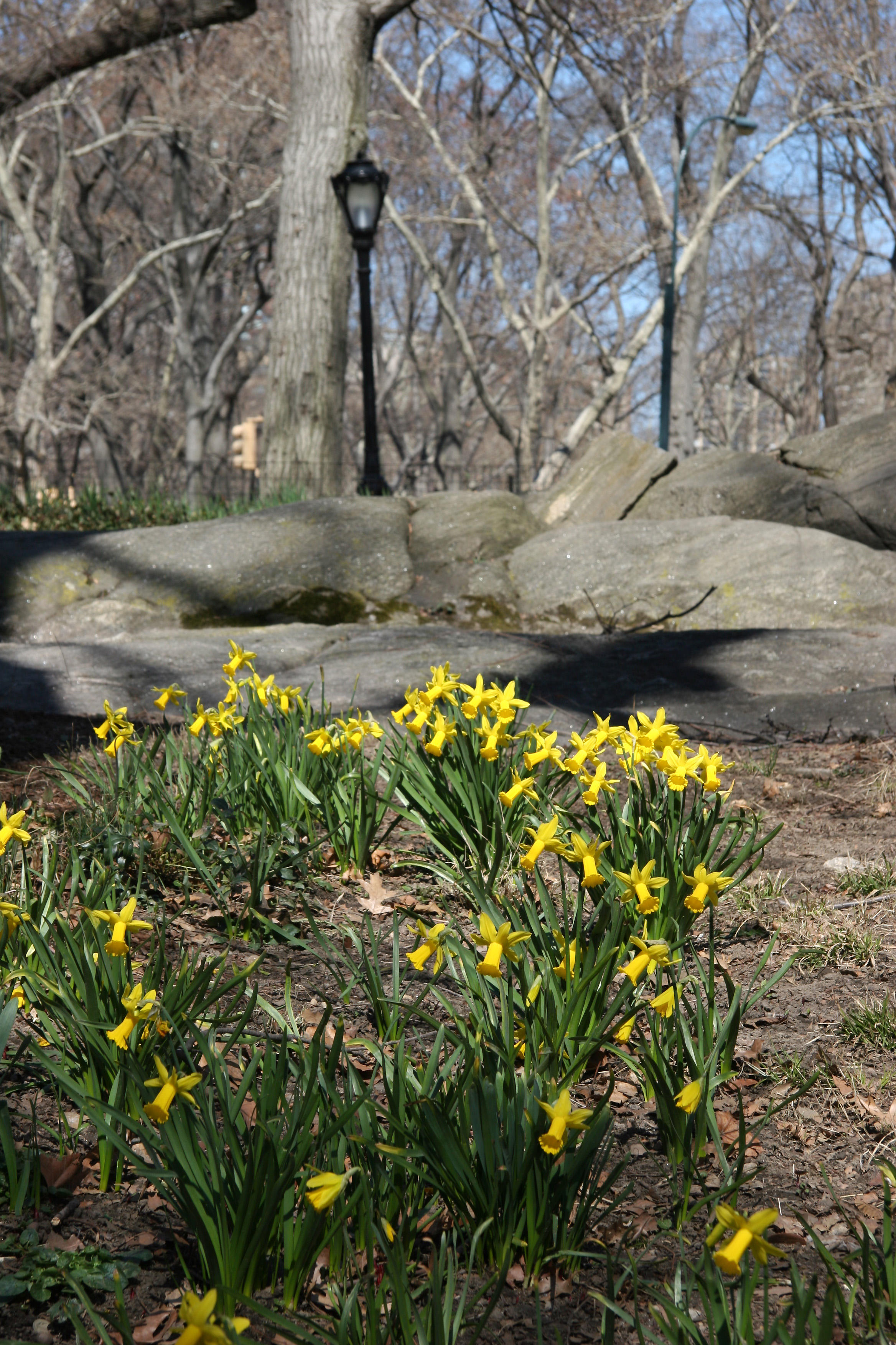 Daffodils near 65th Street Traverse Road