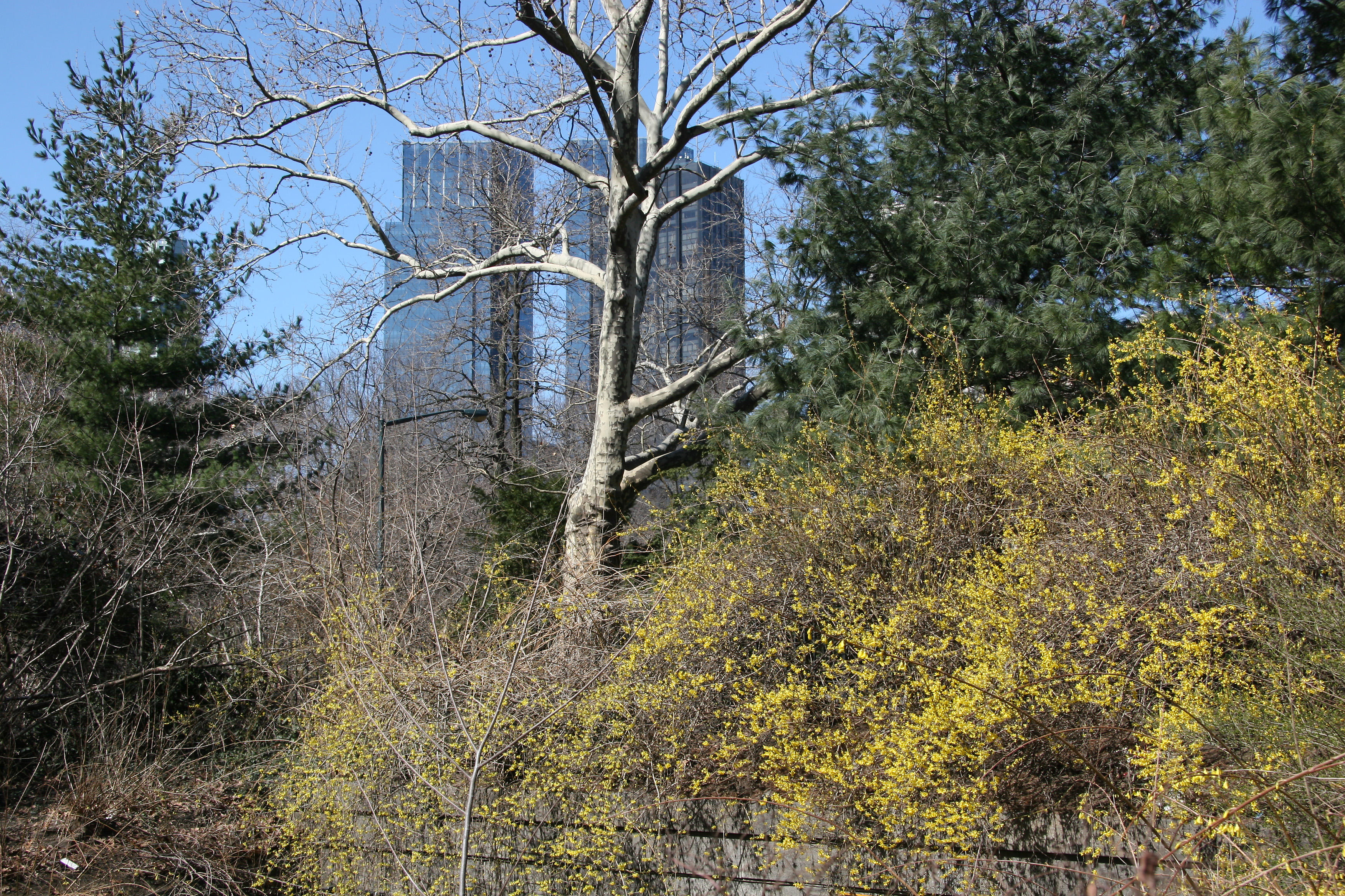 Park & CPW Skyline View near 65th Street Traverse Road