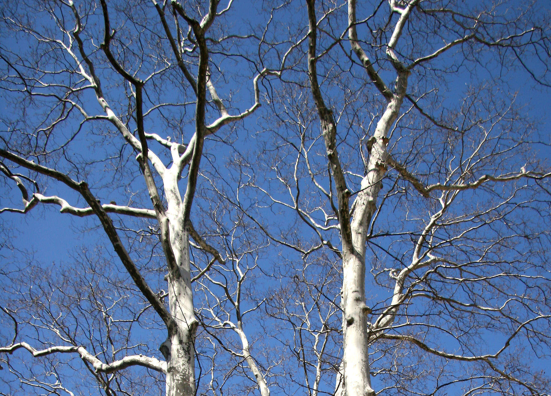 Sycamore Trees near Rumsey Play Field