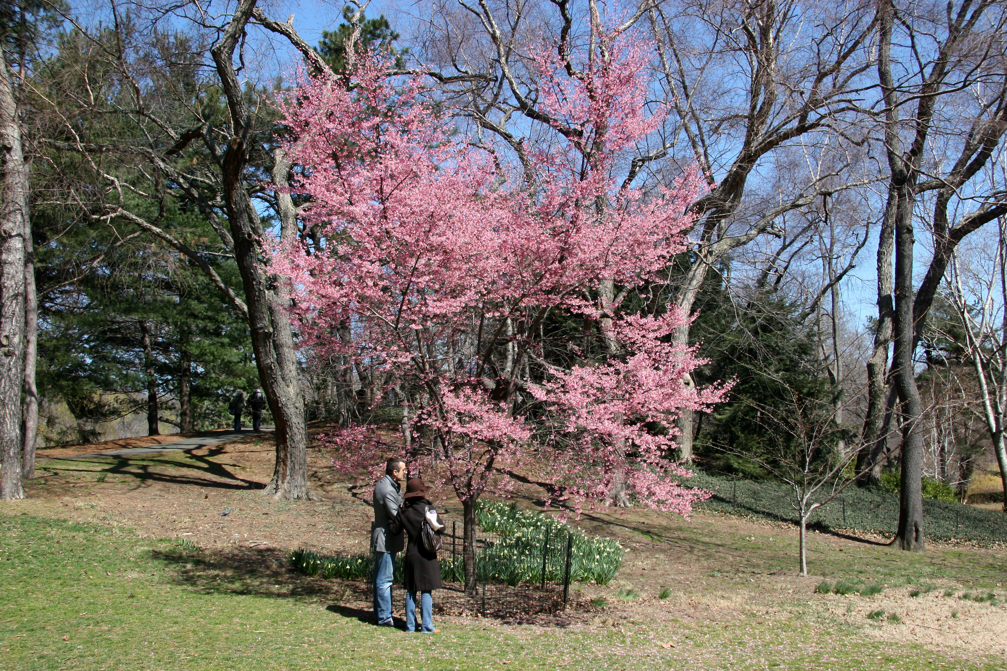Viewing Cherry Blossoms near the Boathouse