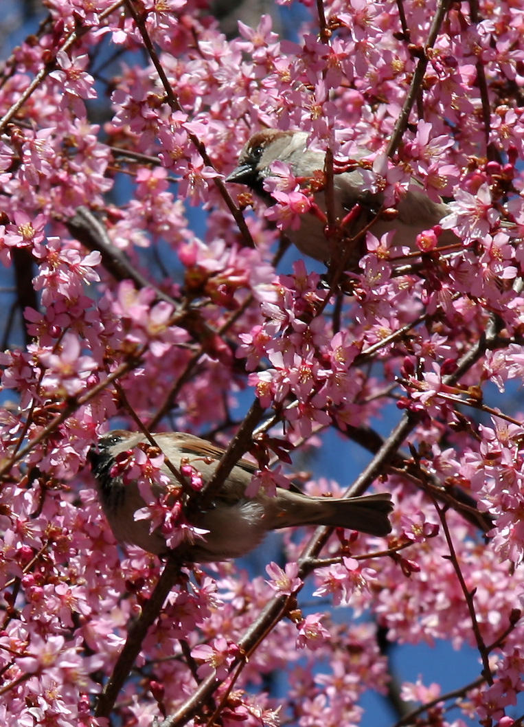 Two Sparrows in a Cherry Tree near the Boathouse