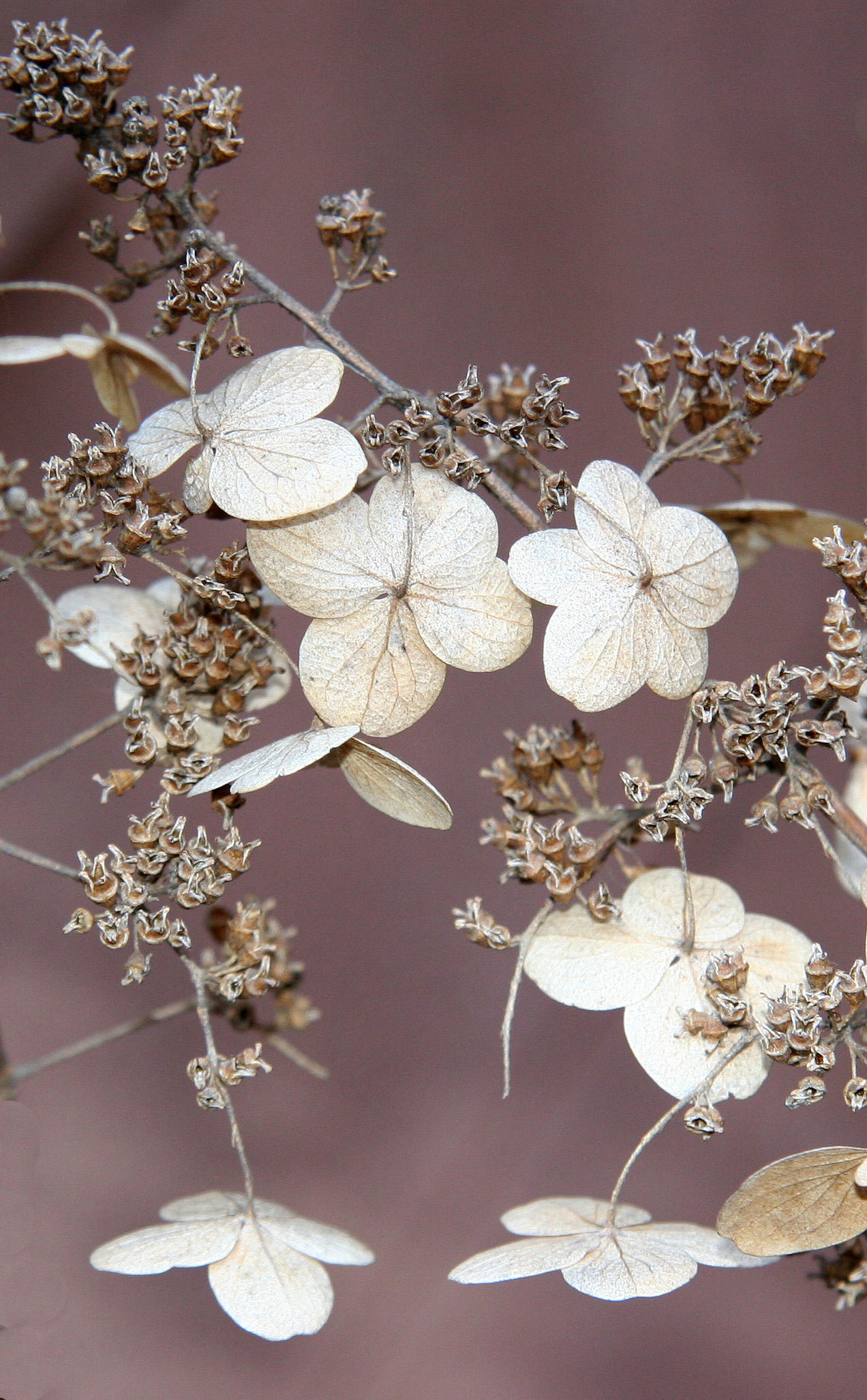 Last Years Hydrangea Blossoms